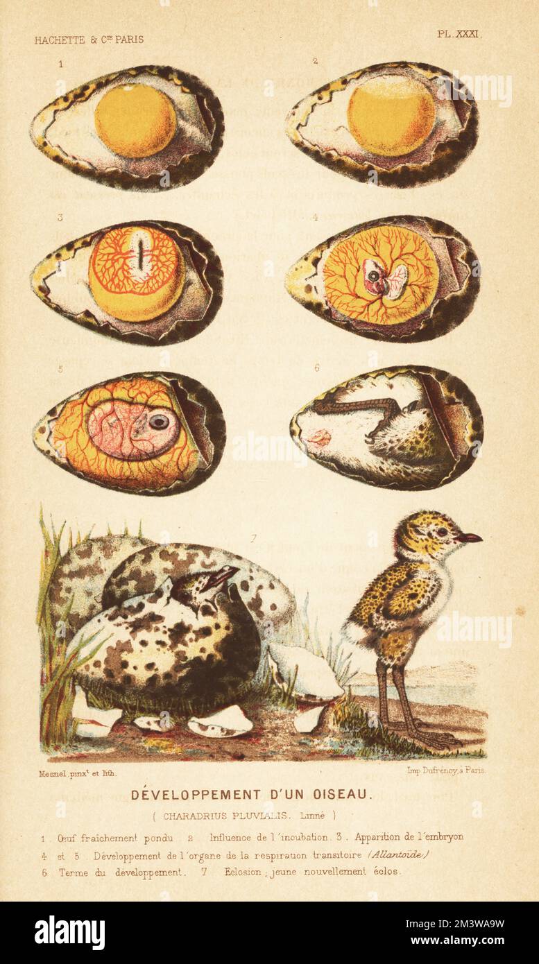Development of a bird, European golden plover, Pluvialis apricaria. Freshly laid egg 1, effect of incubation 2, appearance of embryo 3, development of respiratory organs 4,5, full term 6, hatching and newly hatched chick 7. Chromolithograph by A. Mesnel from Alfred Fredol’s Le Monde de la Mer, the World of the Sea, edited by Olivier Fredol, Librairie Hachette et. Cie., Paris, 1881. Alfred Fredol was the pseudonym of French zoologist and botanist Alfred Moquin-Tandon, 1804-1863. Stock Photo
