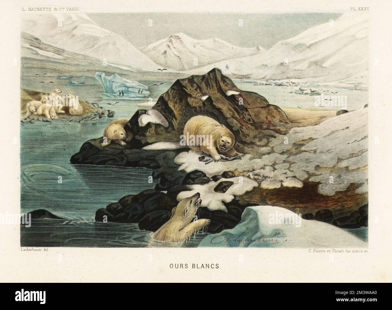 Polar bears, Ursus maritimus, hunting seals in an Arctic landscape. Ours blancs. Chromolithograph by C. Pierre and Bernard Picart after Pierre Lackerbauer from Alfred Fredol’s Le Monde de la Mer, the World of the Sea, edited by Olivier Fredol, Librairie Hachette et. Cie., Paris, 1881. Alfred Fredol was the pseudonym of French zoologist and botanist Alfred Moquin-Tandon, 1804-1863. Stock Photo