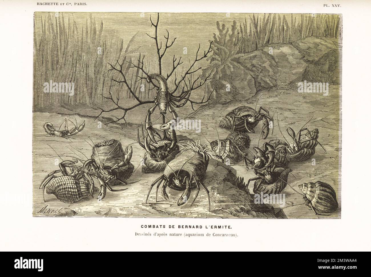 Hermit crabs, Pagurus bernhardus, fighting over shells. Drawn after nature by Olivier Fredol at Concarneau aquarium. Chromolithograph by A. Mesnel from Alfred Fredol’s Le Monde de la Mer, the World of the Sea, edited by Olivier Fredol, Librairie Hachette et. Cie., Paris, 1881. Alfred Fredol was the pseudonym of French zoologist and botanist Alfred Moquin-Tandon, 1804-1863. Stock Photo
