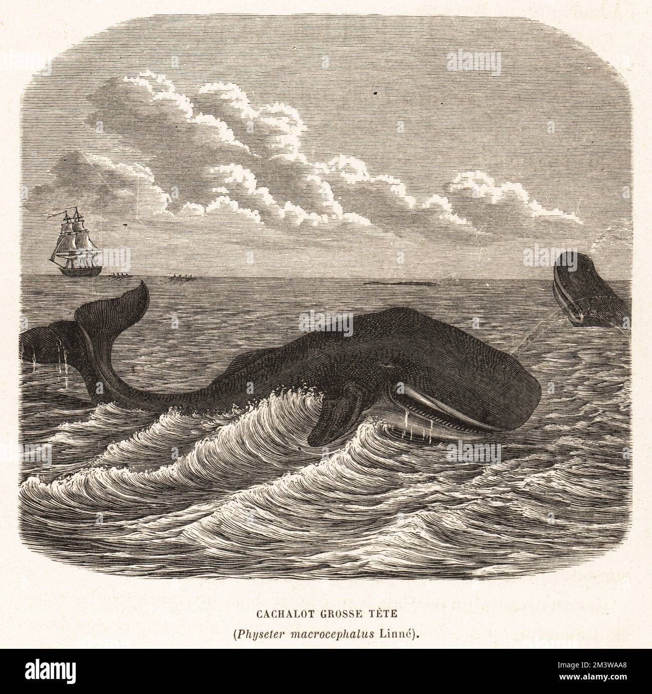 Sperm whale or cachalot, Physeter macrocephalus. A whaler hunting in the distance. Cachalot grosse tete. Woodcut from Alfred Fredol’s Le Monde de la Mer, the World of the Sea, edited by Olivier Fredol, Librairie Hachette et. Cie., Paris, 1881. Alfred Fredol was the pseudonym of French zoologist and botanist Alfred Moquin-Tandon, 1804-1863. Stock Photo