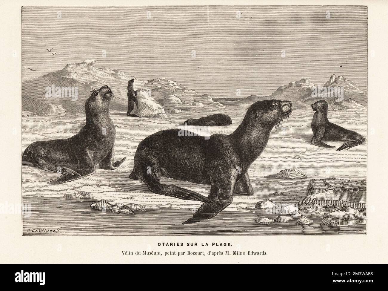 South American sea lions, Otaria flavescens, formerly Otaria byronia, basking on a beach. Otaries sur la plage. Velin du museum, peint par Bocourt, d'apres Milne-Edwards. Woodcut by Marie Firmin Bocourt after Henri Milne-Edwards from Alfred Fredol’s Le Monde de la Mer, the World of the Sea, edited by Olivier Fredol, Librairie Hachette et. Cie., Paris, 1881. Alfred Fredol was the pseudonym of French zoologist and botanist Alfred Moquin-Tandon, 1804-1863. Stock Photo