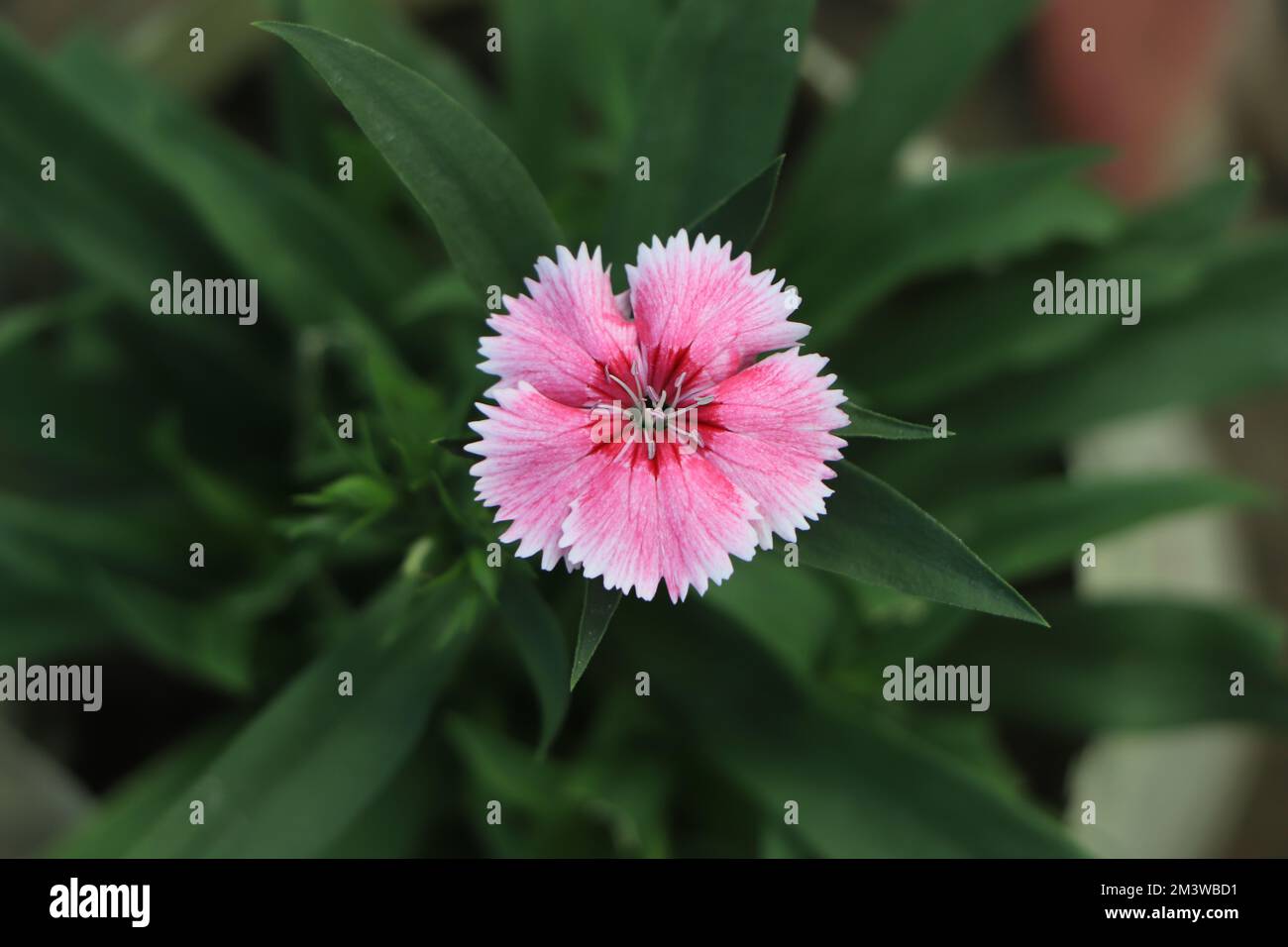 Dianthus gratianopolitanus or cheddar pink flowers Stock Photo