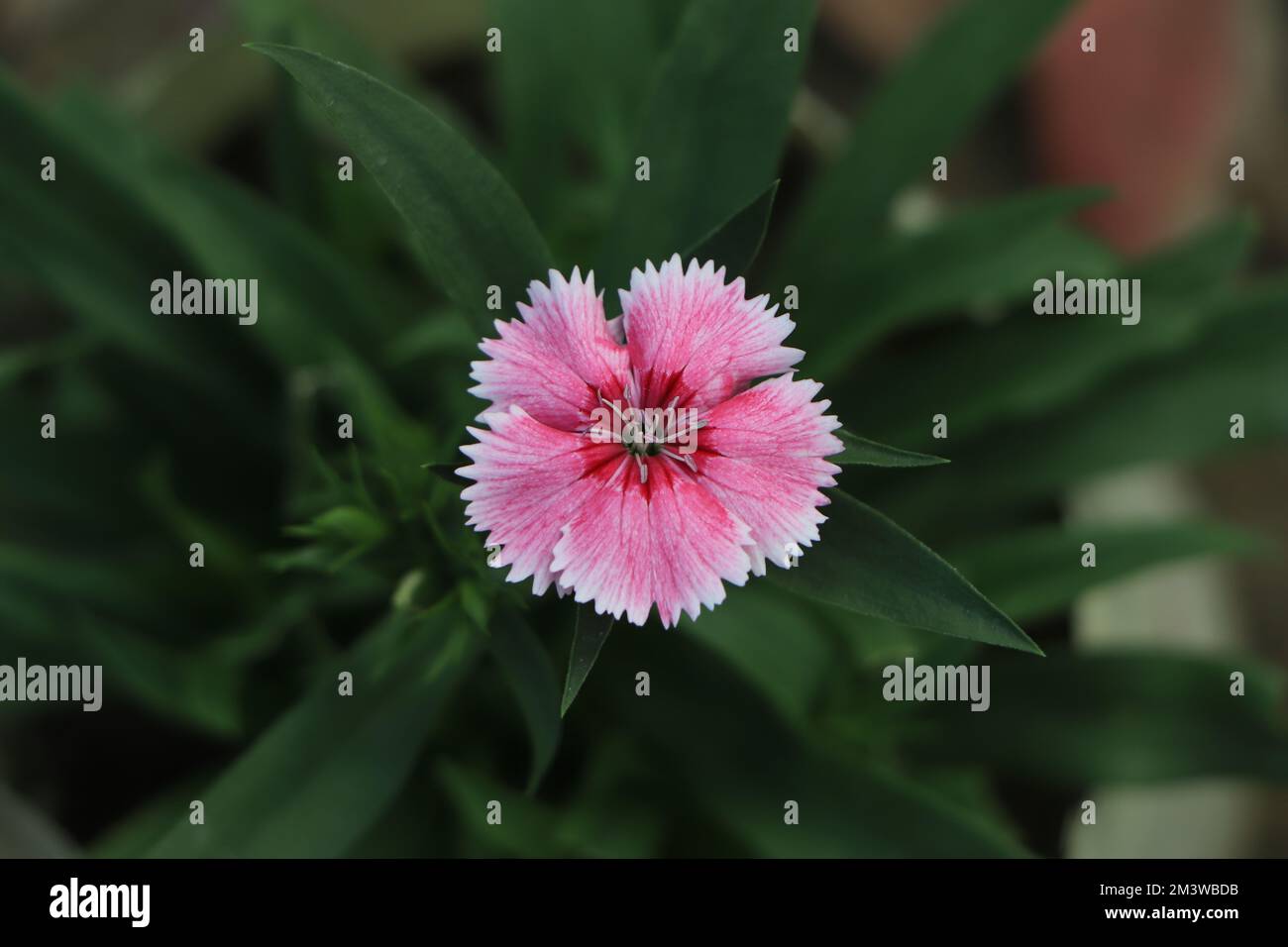 Dianthus plumarius or cultivar 'Ipswich Pinks' flowers with blue green leaves are popular garden plant. Stock Photo
