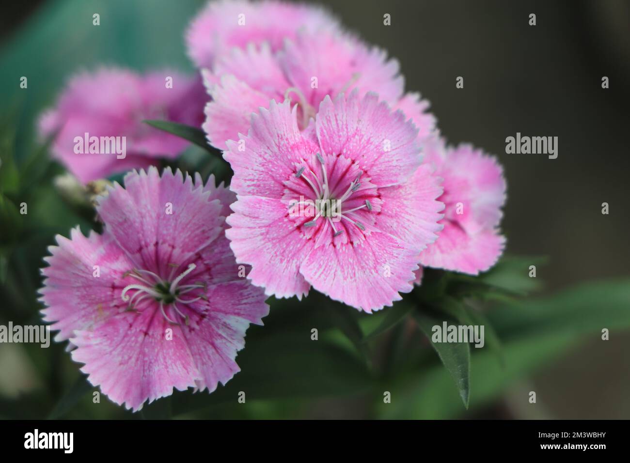 Dianthus gratianopolitanus or cheddar pink many pink flowers Stock Photo