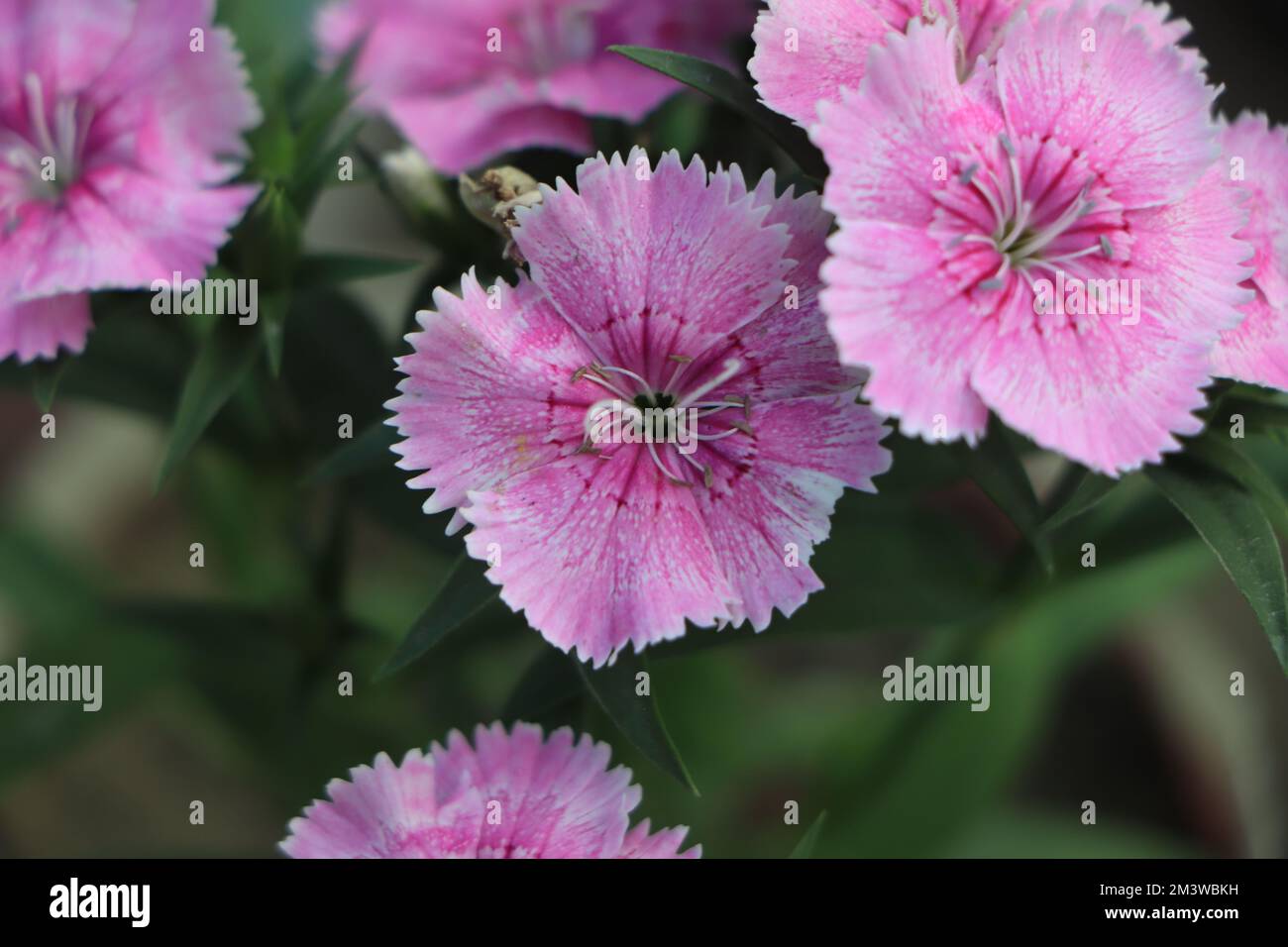 branch of bright pink dianthus pink kisses flower Stock Photo