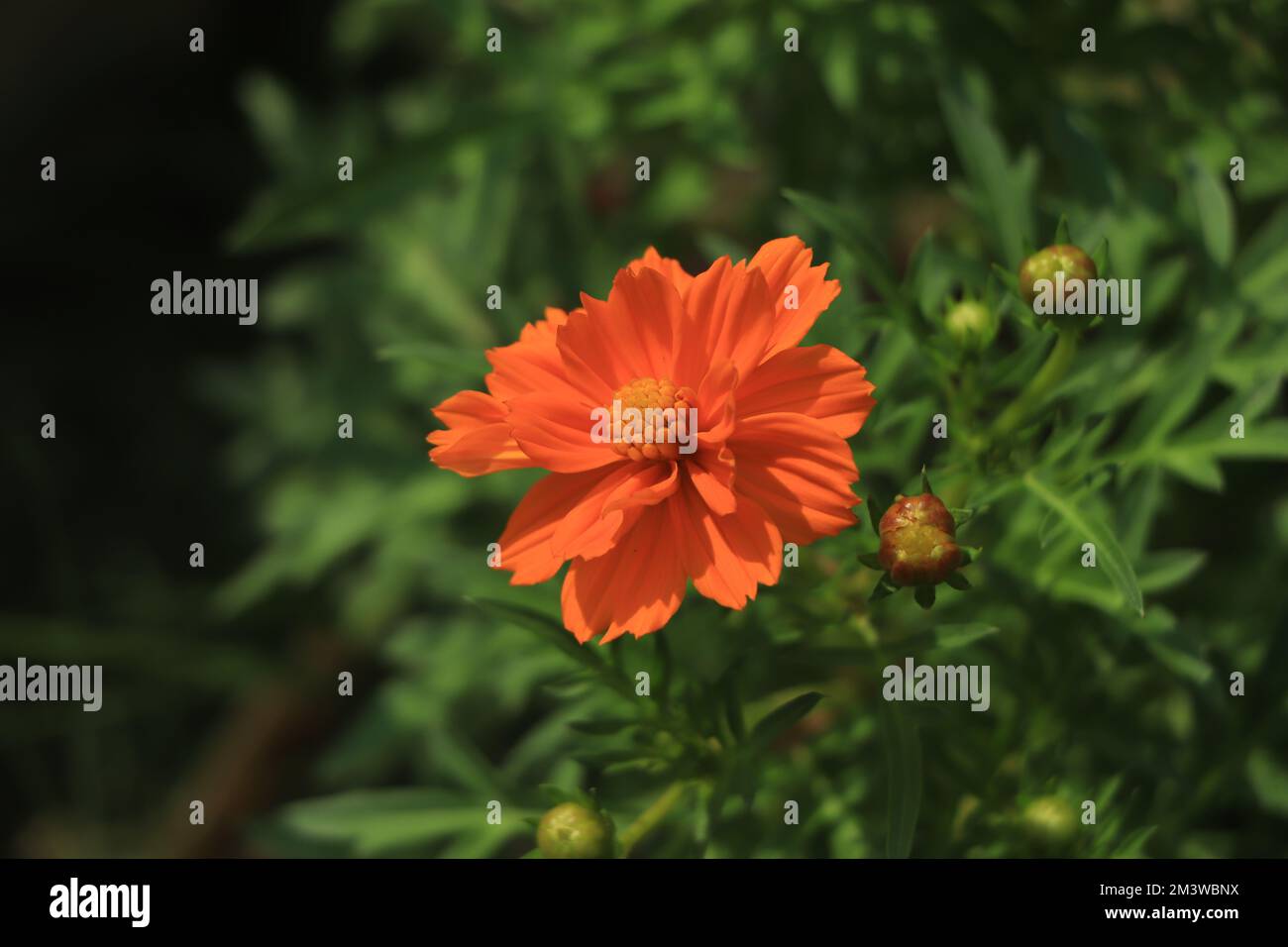 Cosmos flower background hi-res stock photography and images - Alamy