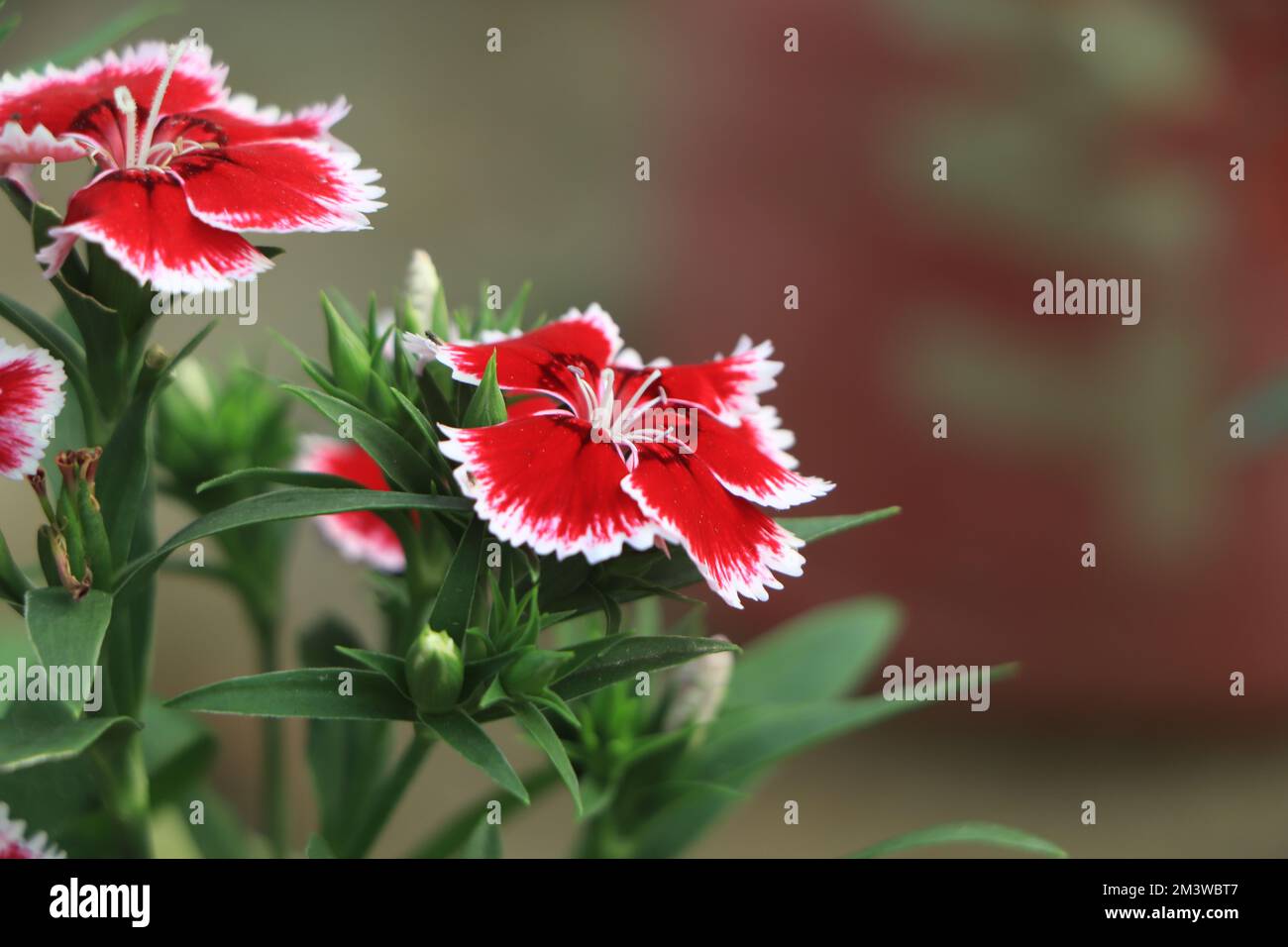 Dianthus hybrid hires stock photography and images Alamy
