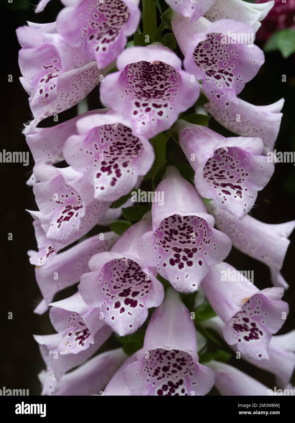 Close up of multple pink foxglove flowers with purple spots on the inside of the flower. Photographed with a shallow depth of field. Stock Photo