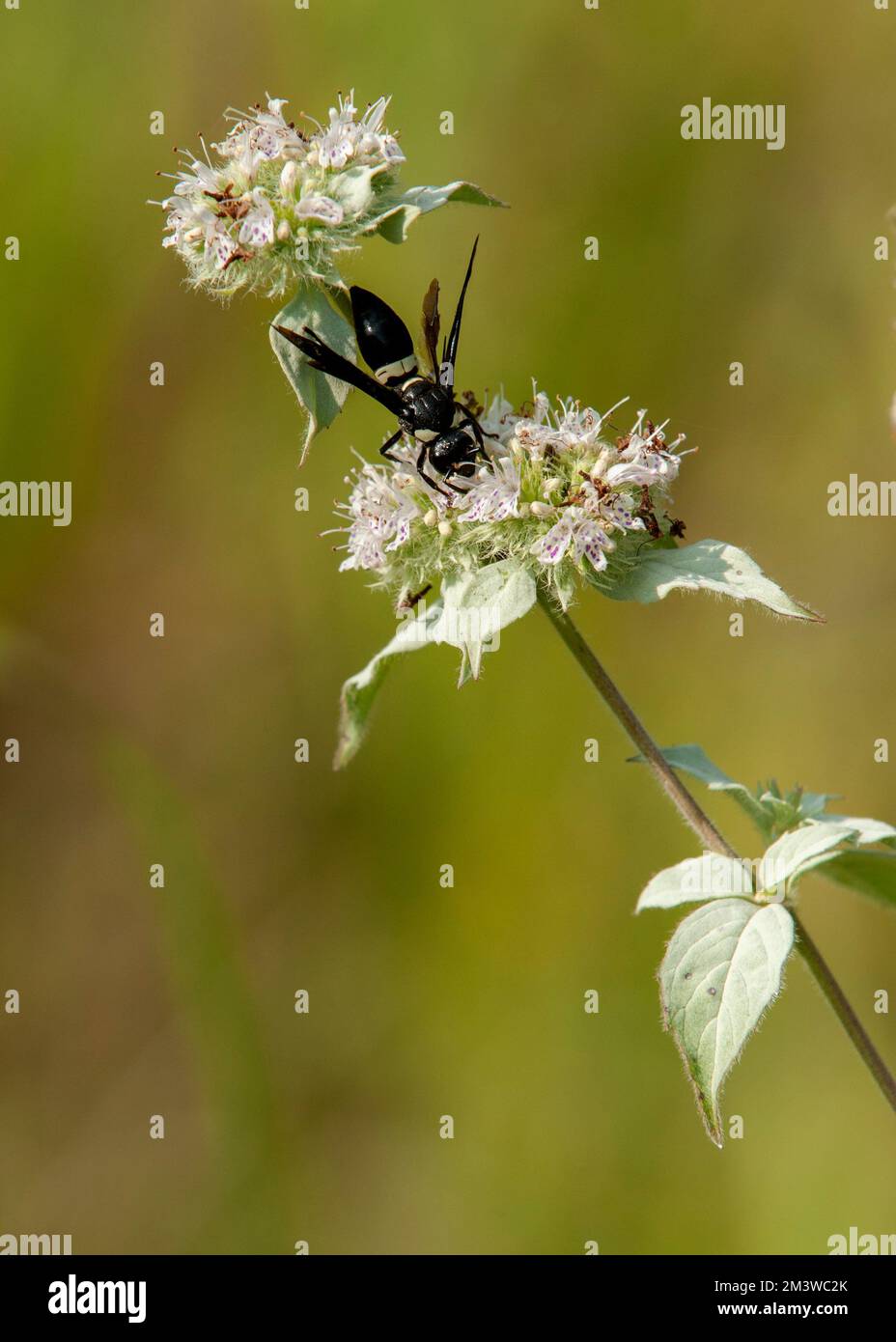 A Mason Wasp (Monobia quadridens) collects nectar from a Hoary Mountain Mint (Pycnanthemum incanum) in middle Tennessee. Stock Photo