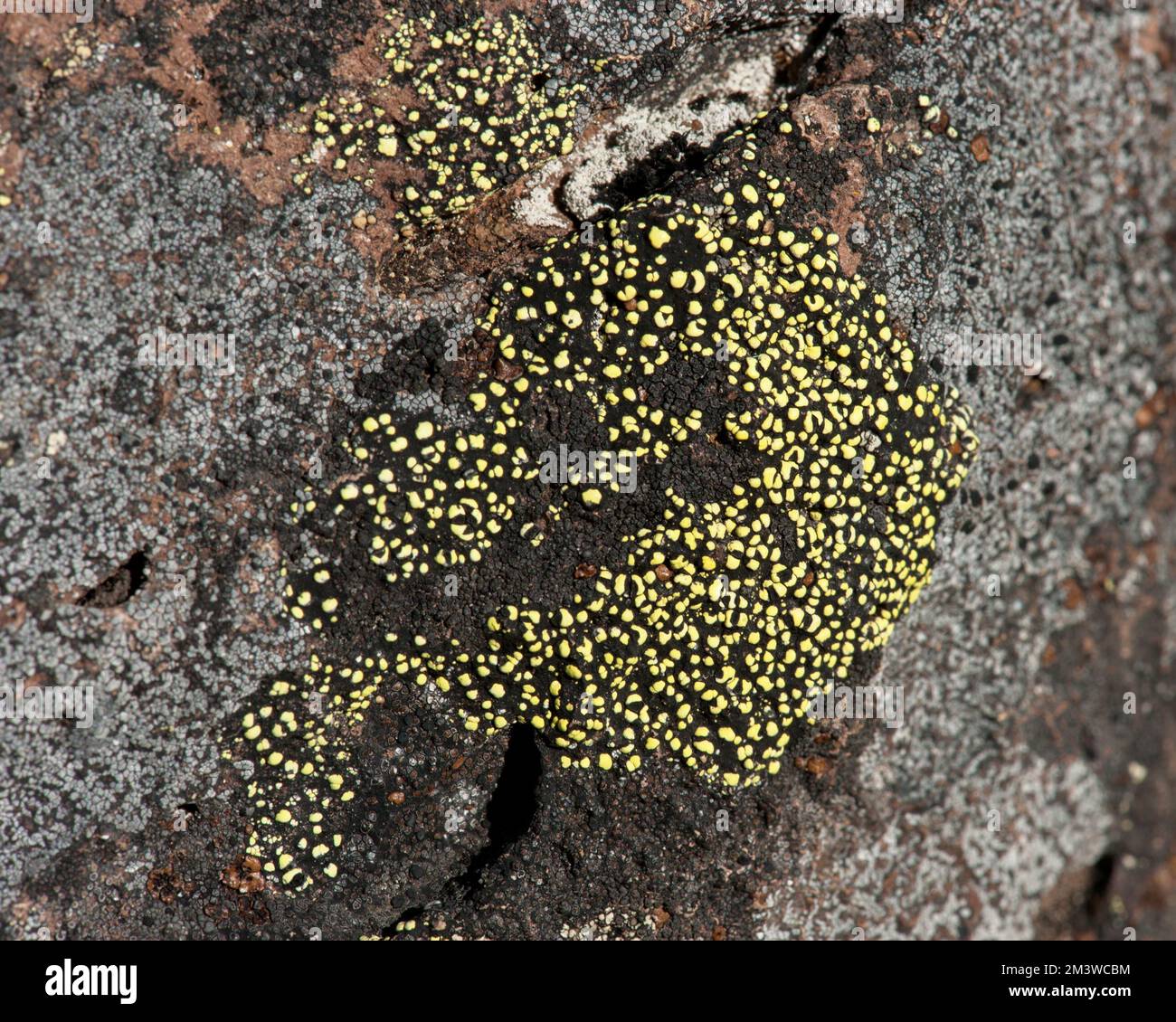 Probably Map Lichen (Rhizocarpon geographicum) growing on a rock, Oregon Cascades Stock Photo