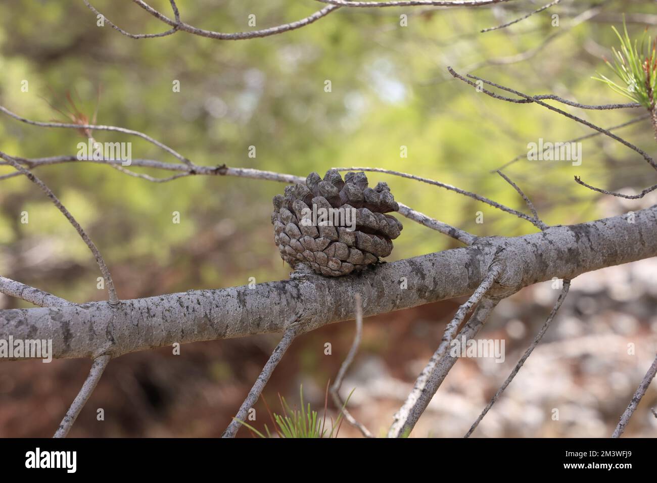 A selective of a pine branch with needles and old cones Stock Photo