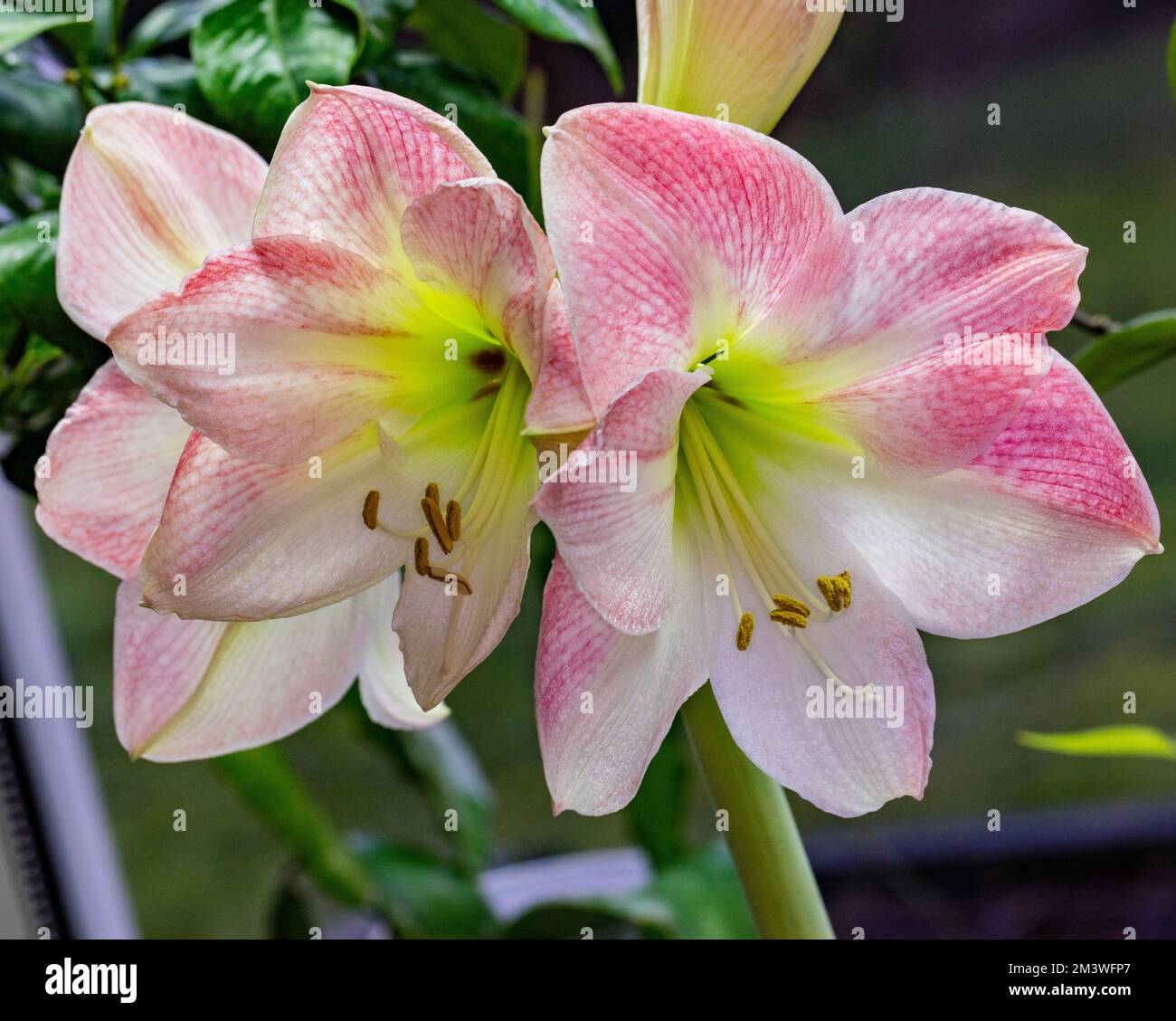 'Sweet Pink' Hippeastrum, Amaryllis (Hippeastrum x hortorum) Stock Photo