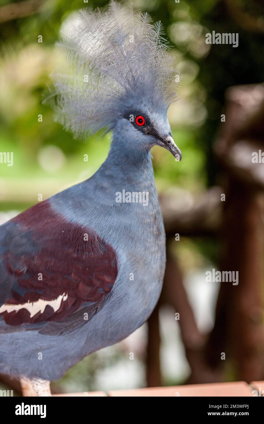 Victorian Crowned Pigeon, Drottningkronduva (Goura victoria) Stock Photo