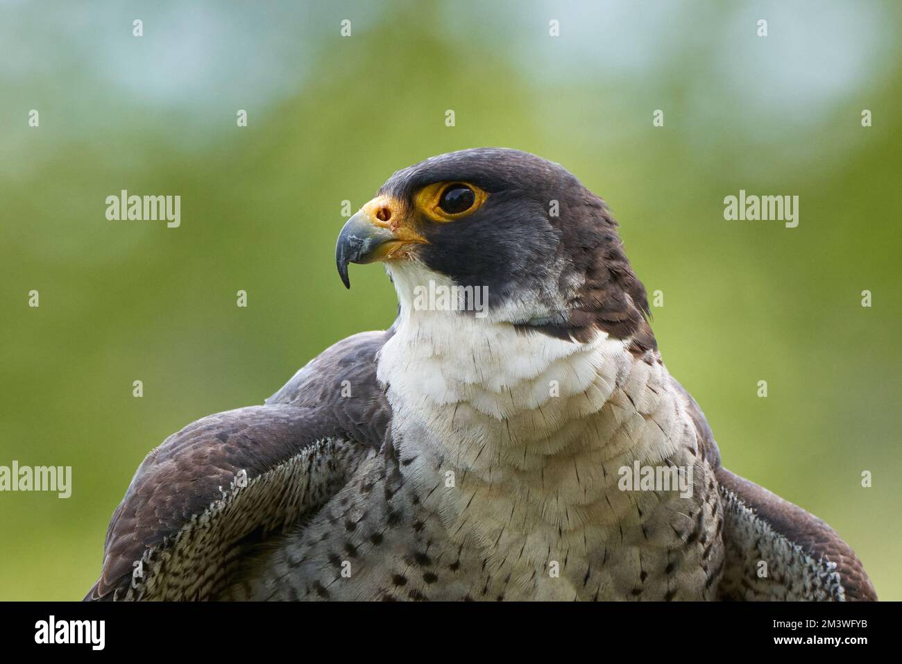 A closeup of a shaheen falcon (Falco peregrinus peregrinator) on a blurred background Stock Photo
