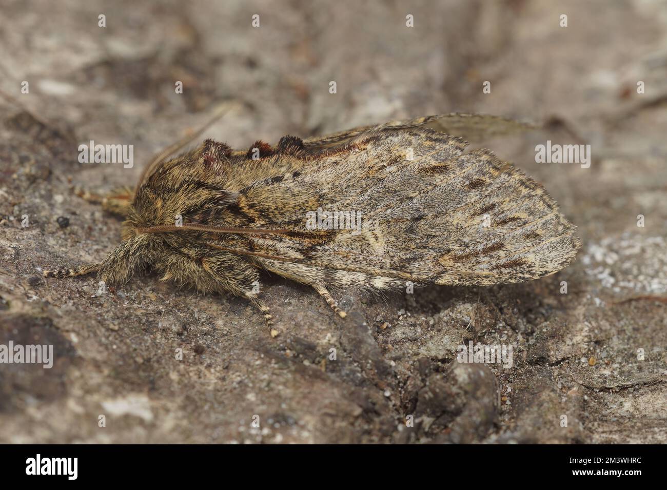 Detailed closeup on the Great prominent moth,Peridea anceps sitting on wood Stock Photo