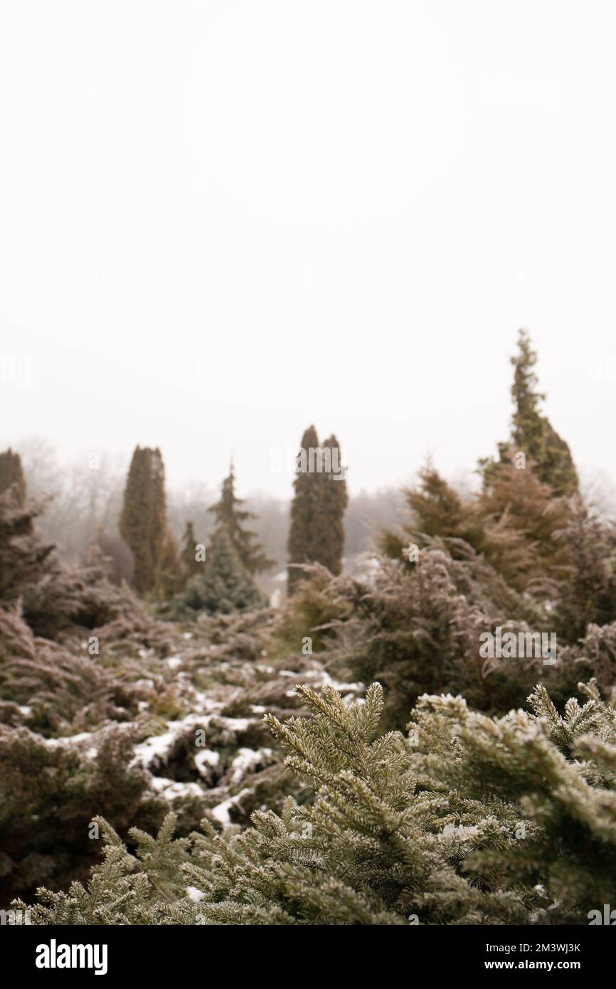 Frozen conifer thuja in hi-res stock photography and images - Alamy