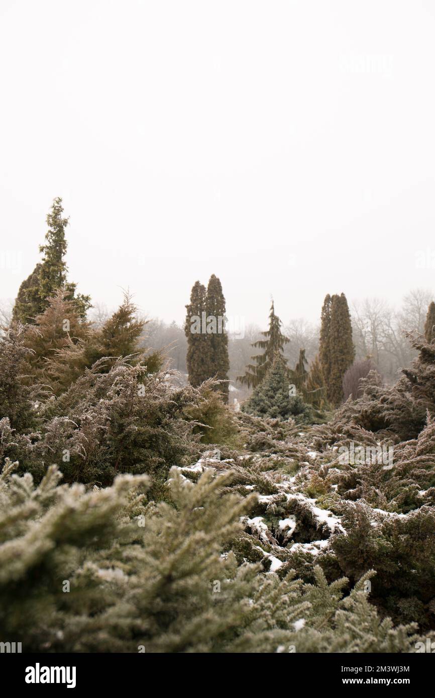 Frozen conifer thuja in hi-res stock photography and images - Alamy