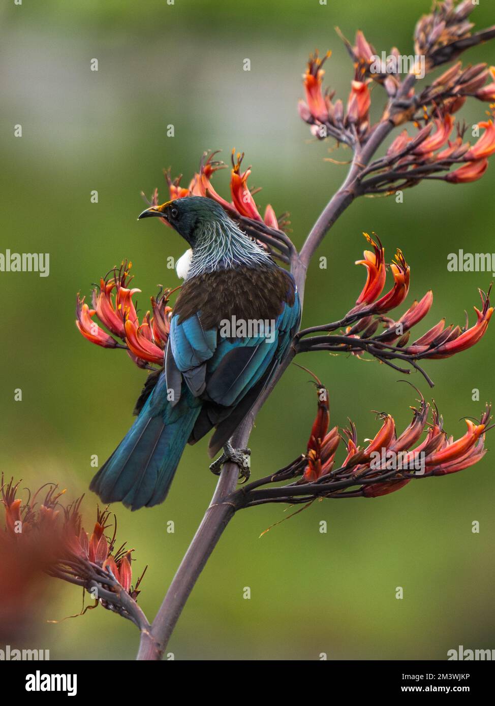 New Zealand native Tui eating from a flowering flax bush Stock Photo