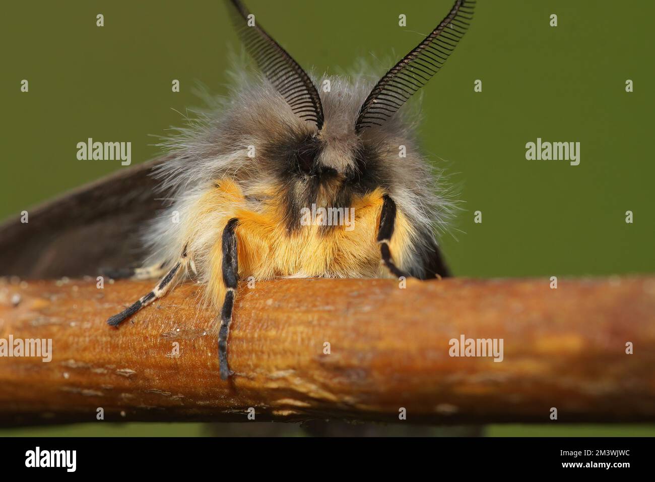 Frontal detailed closeup on the Ruby Tiger Moth, Phragmatobia ...