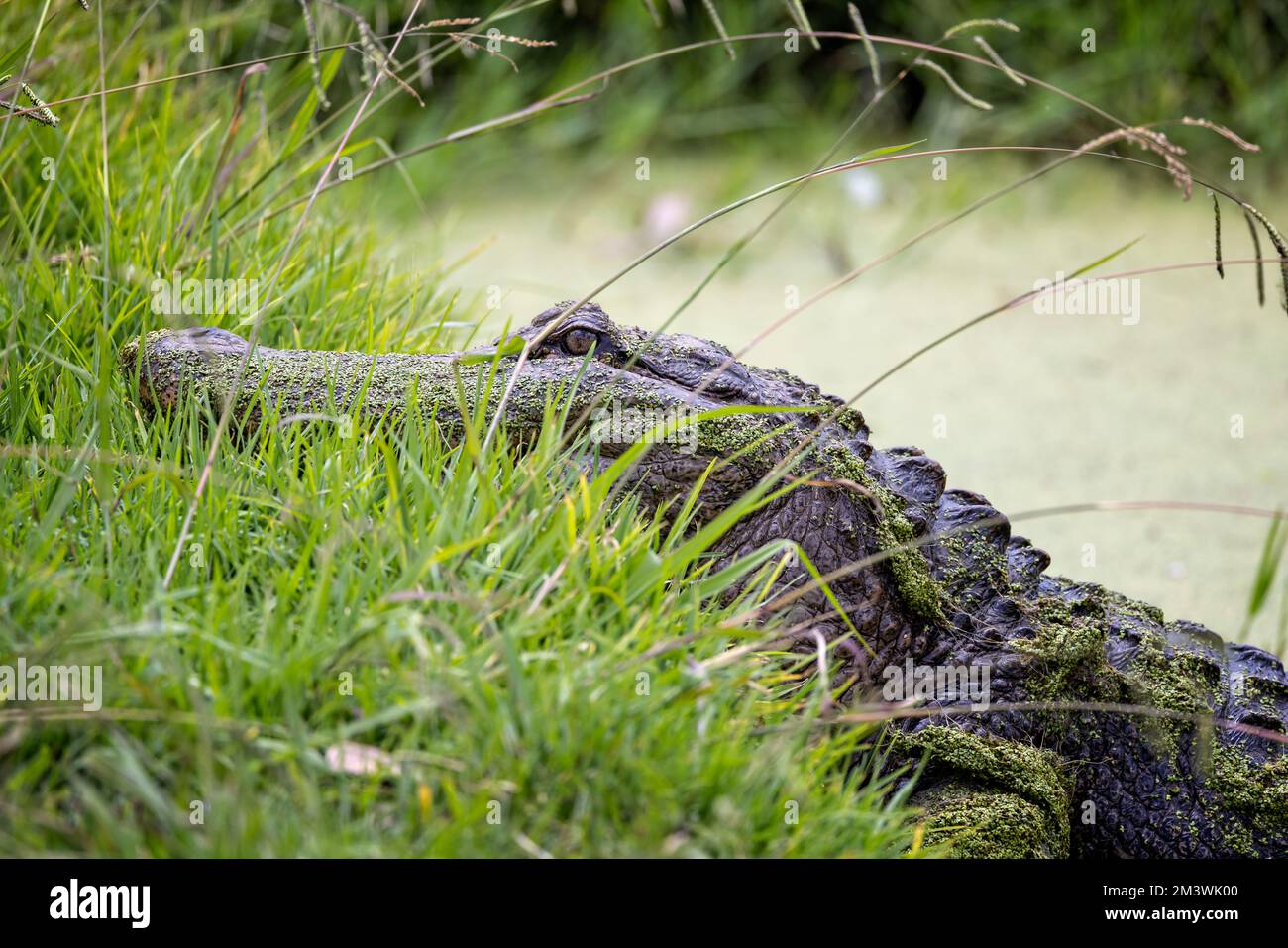 Close up of an Alligator climbing out of the water onto the bank Stock Photo