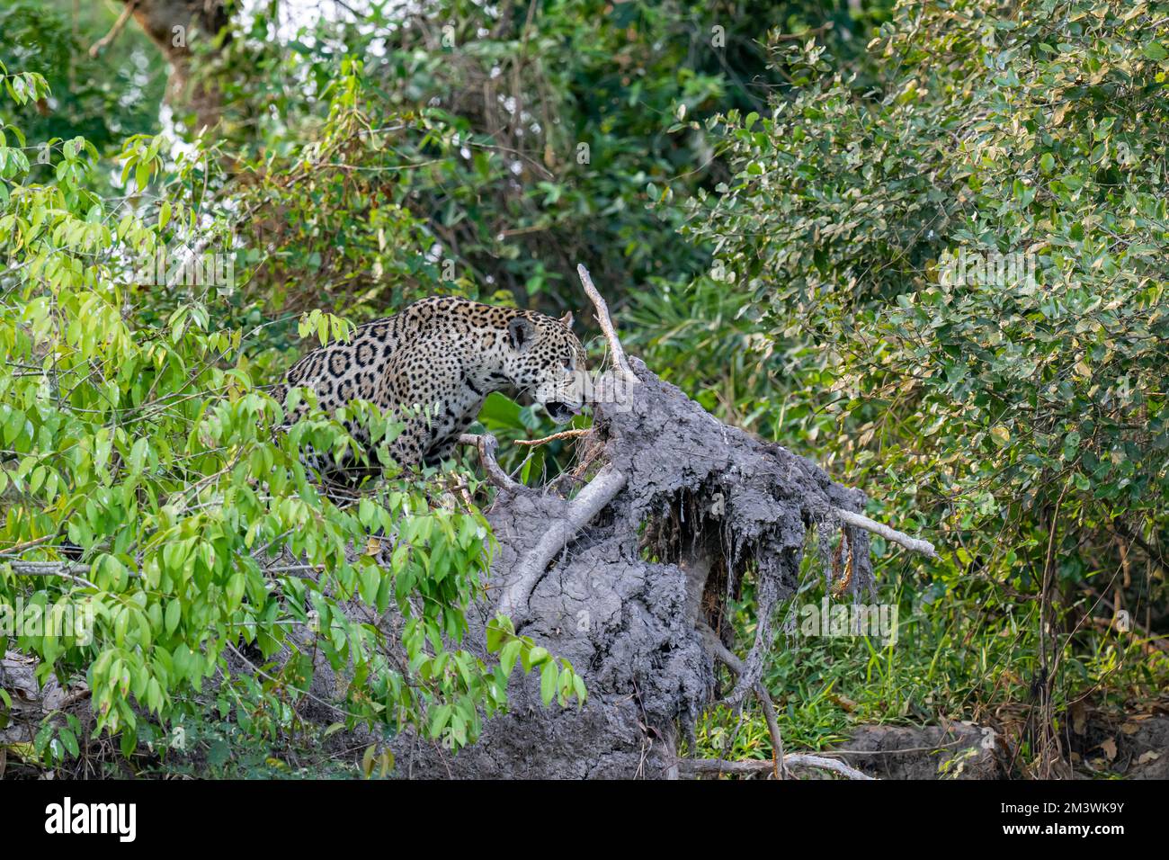 jaguar emerging from the jungle on to the muddy roots of a fallen tree ...