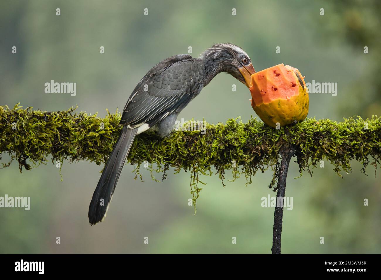 Most Beautiful Malabar Grey Hornbill having fruits with beautiful background at Coorg,Karnataka,India. This picture can be used as a wallpaper Stock Photo - Alamy Most Beautiful Malabar Grey Hornbill having fruits with beautiful background at Coorg,Karnataka,India. This picture can be used as a wallpaper Stock Photo - Alamy