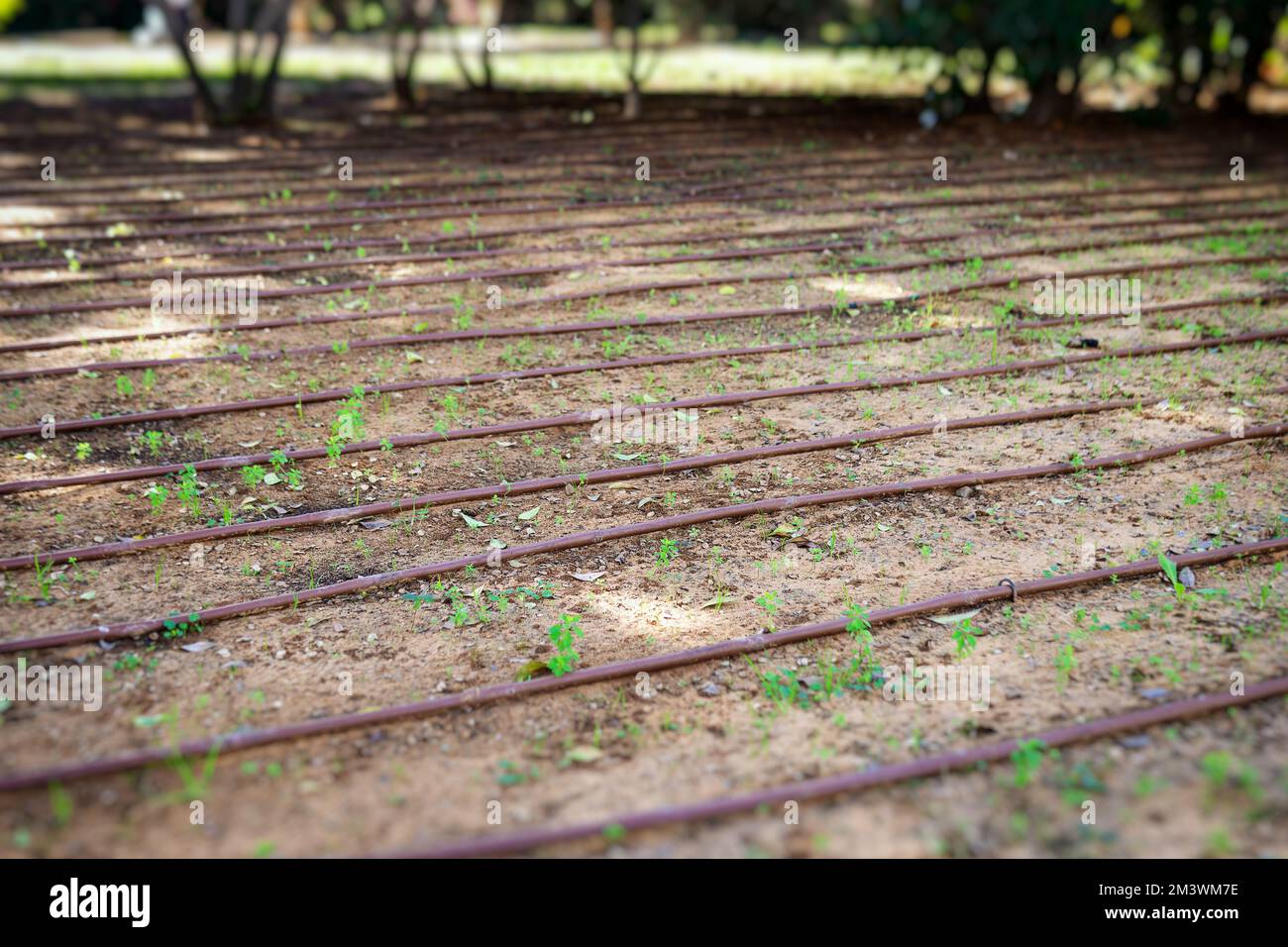 Irrigation system for plants and trees with pipes on earth in an