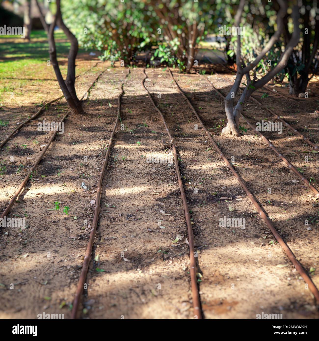 Irrigation system for plants and trees with pipes on earth in an