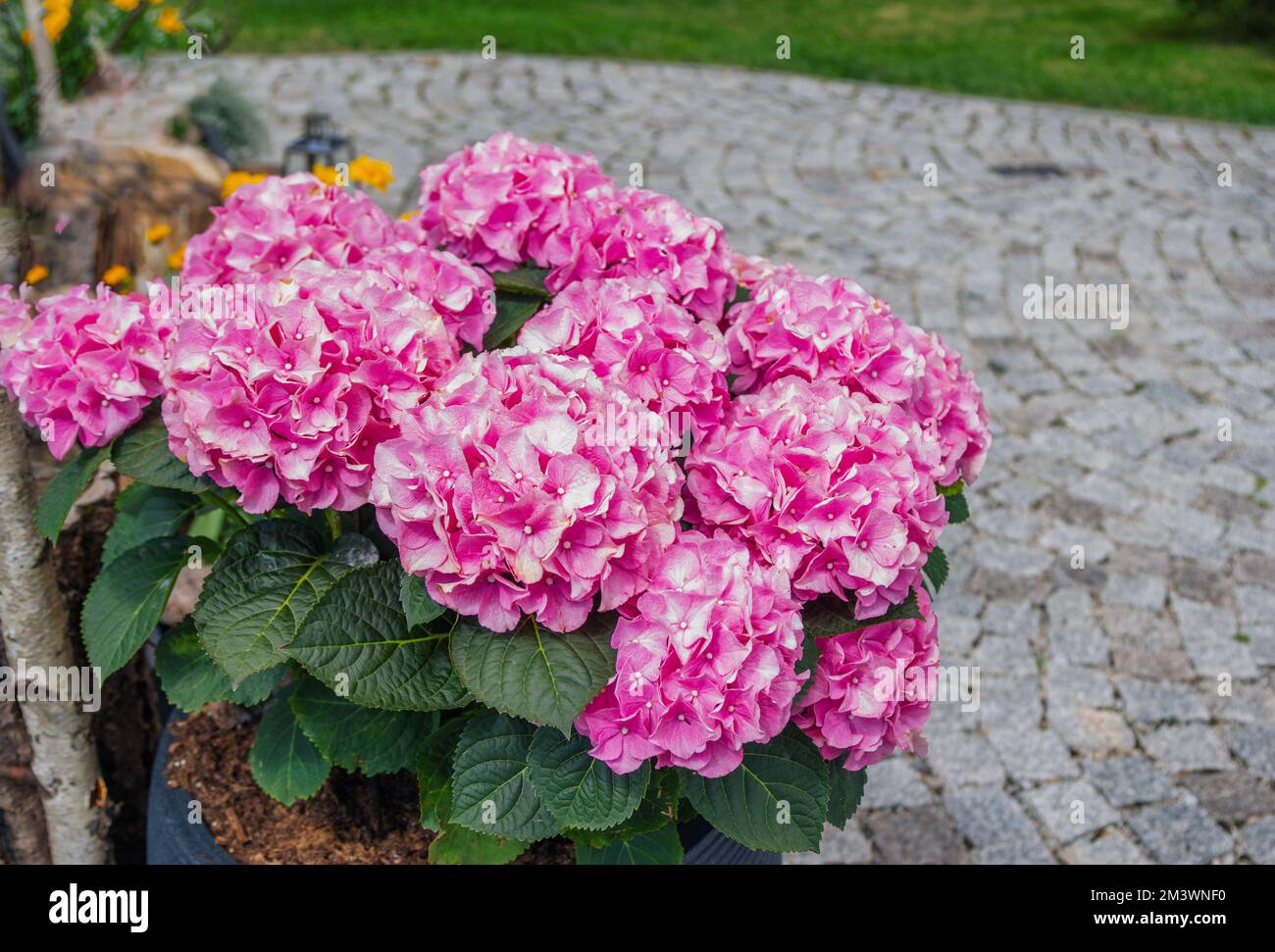 Beautiful blooming hydrangea bush with pink flowers, growing in a ...