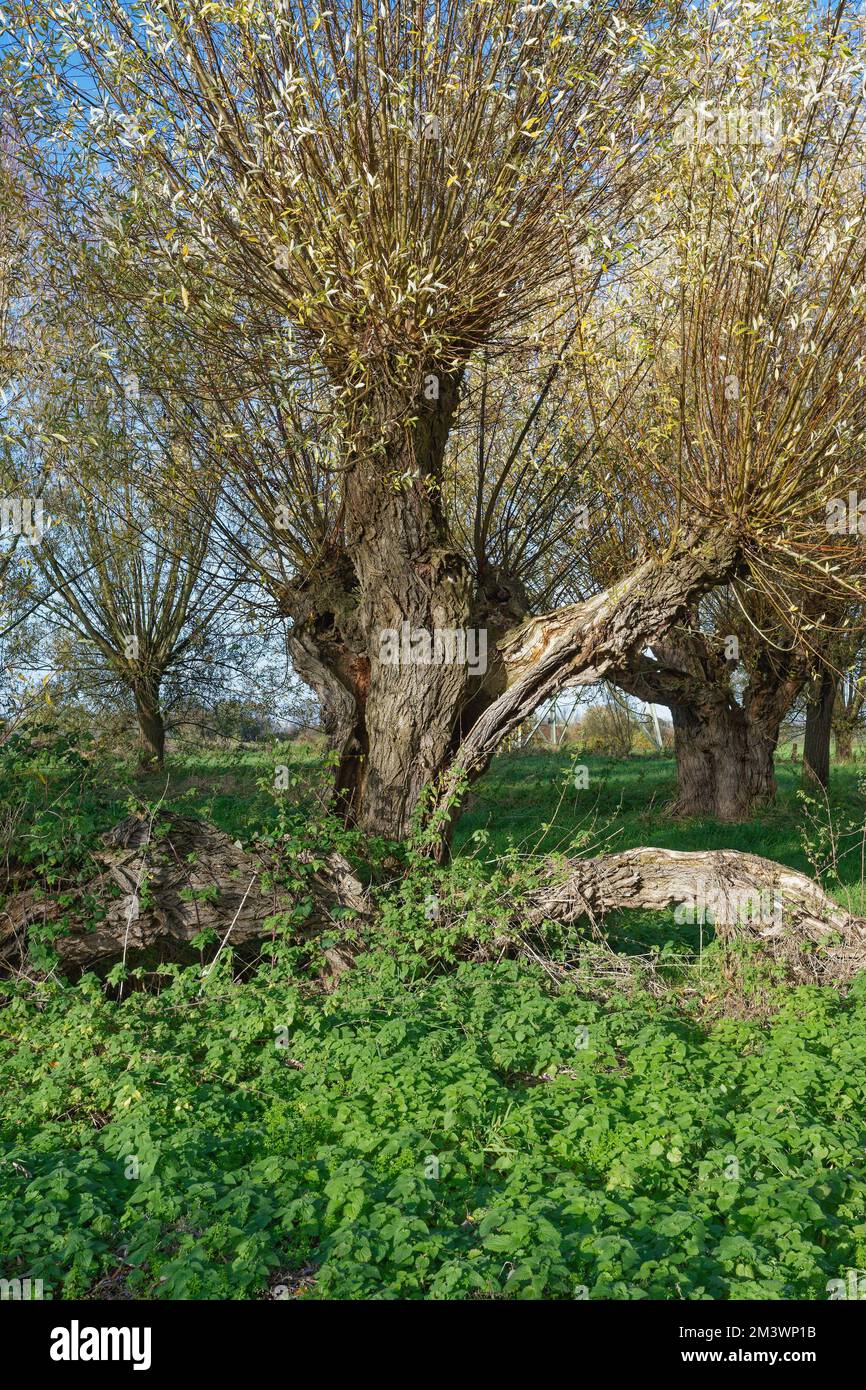 Pollard willow tree hires stock photography and images Alamy