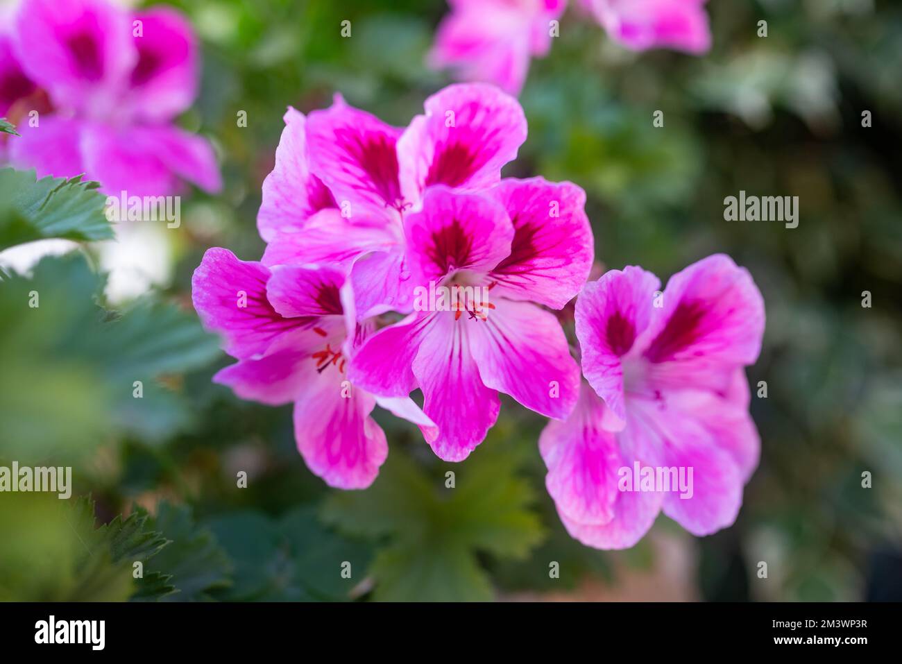 Pink flowers closeup on green leaves background. Large-flower pelargonium Stock Photo