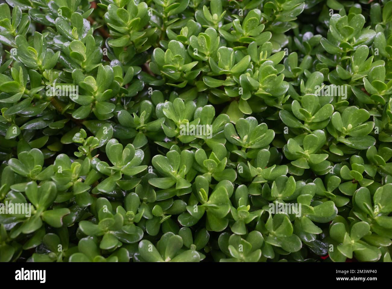 Jade plant background with raindrops. Green leaves closeup in rainy weather Stock Photo