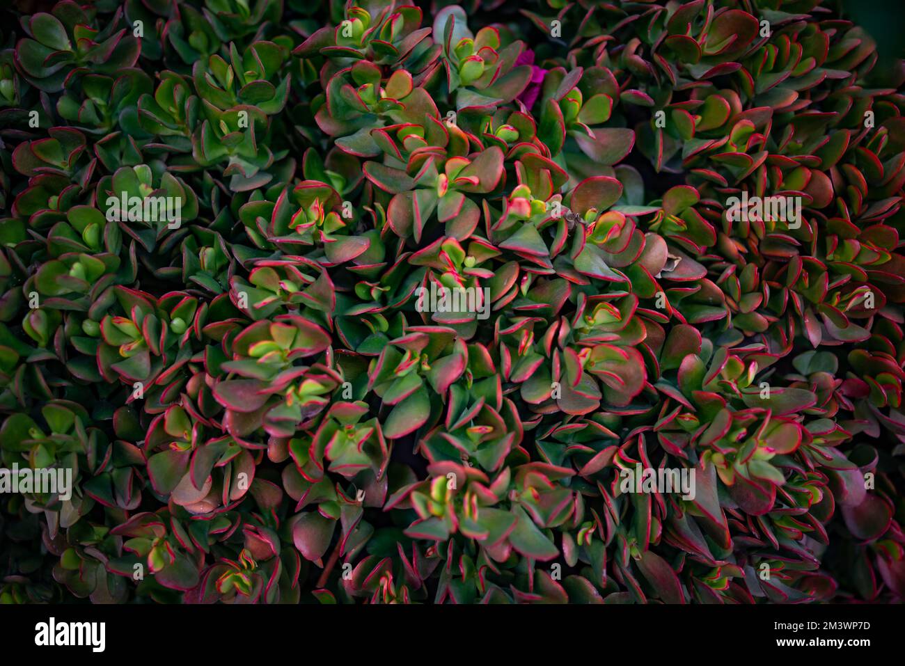 Jade plant background. Beautiful red edges of green leaves. Lucky plant