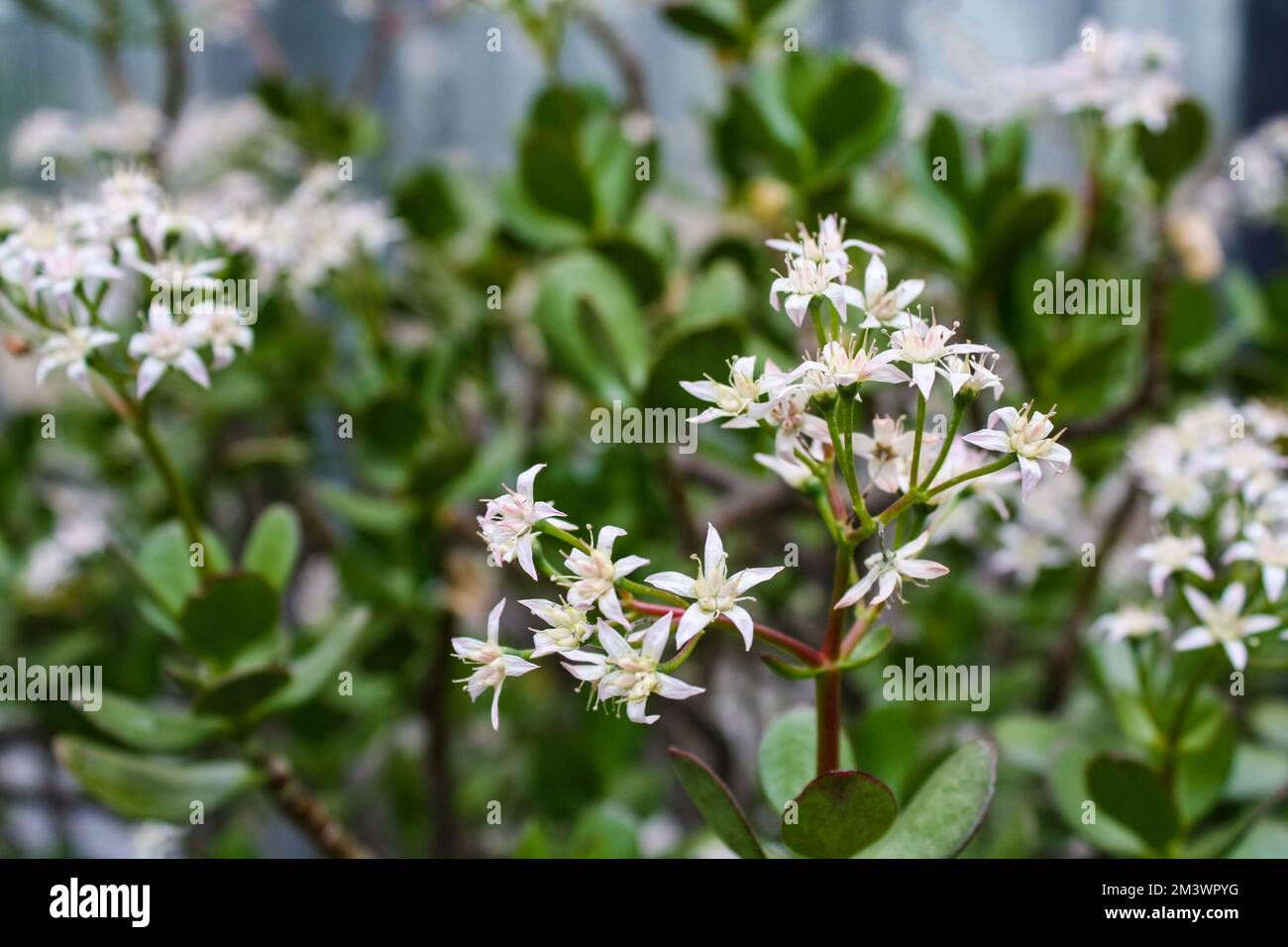 White flowers of Crassula Ovata plant blooms. The plant is commonly known as money or jade tree