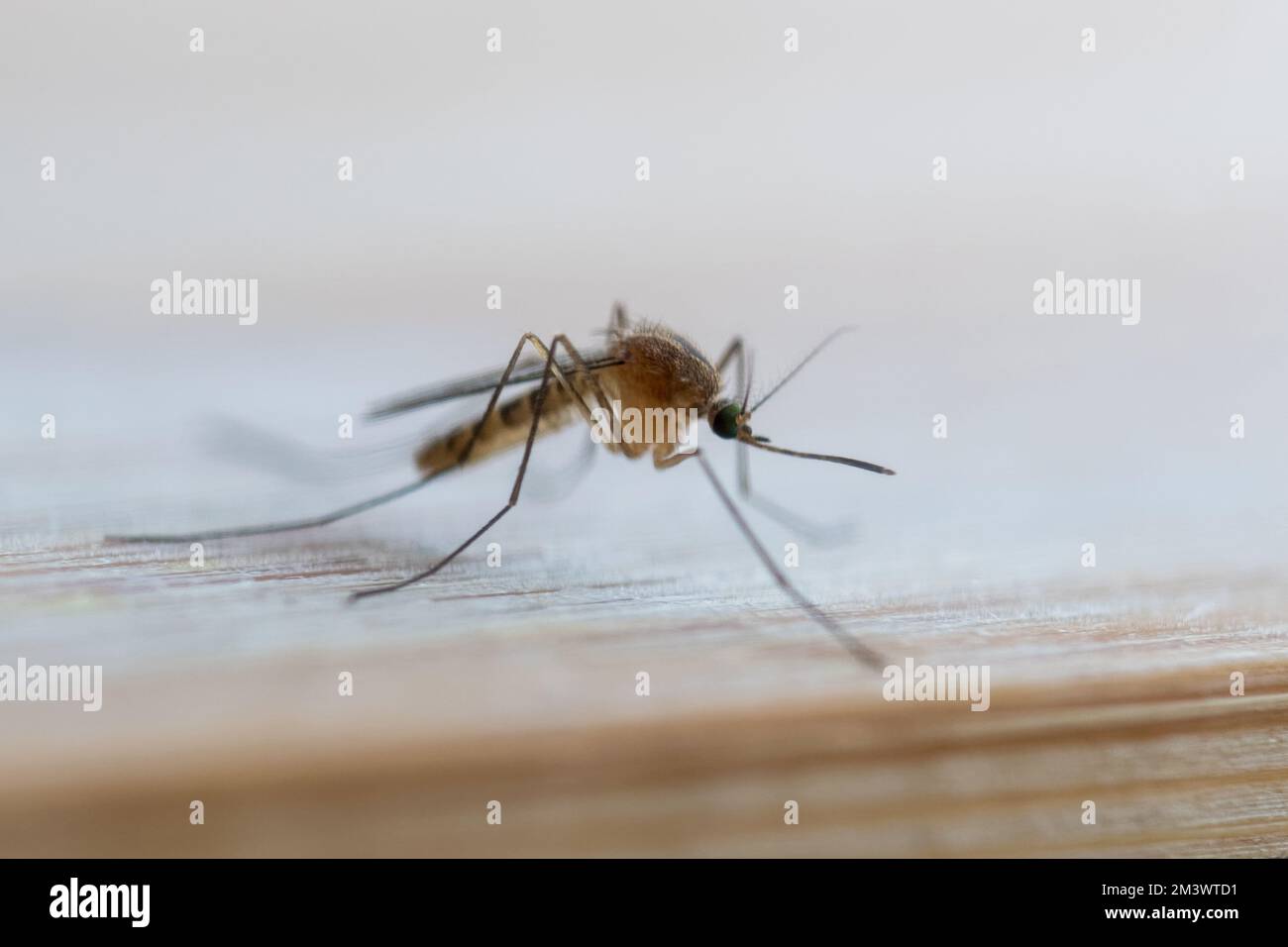 Common house mosquito isolated Stock Photo Alamy