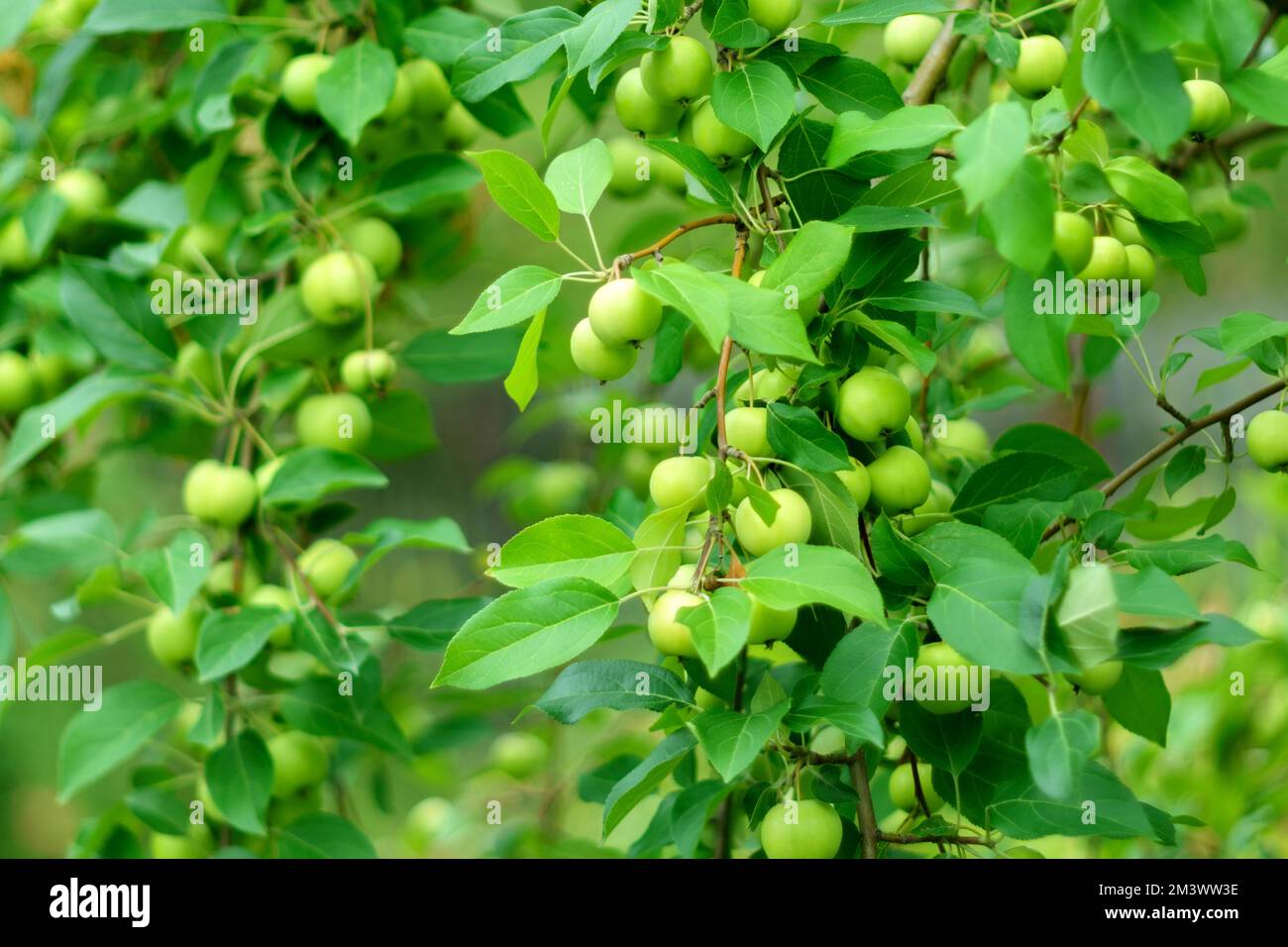 Delicious green apples close up hanging from a tree branch in an apple ...
