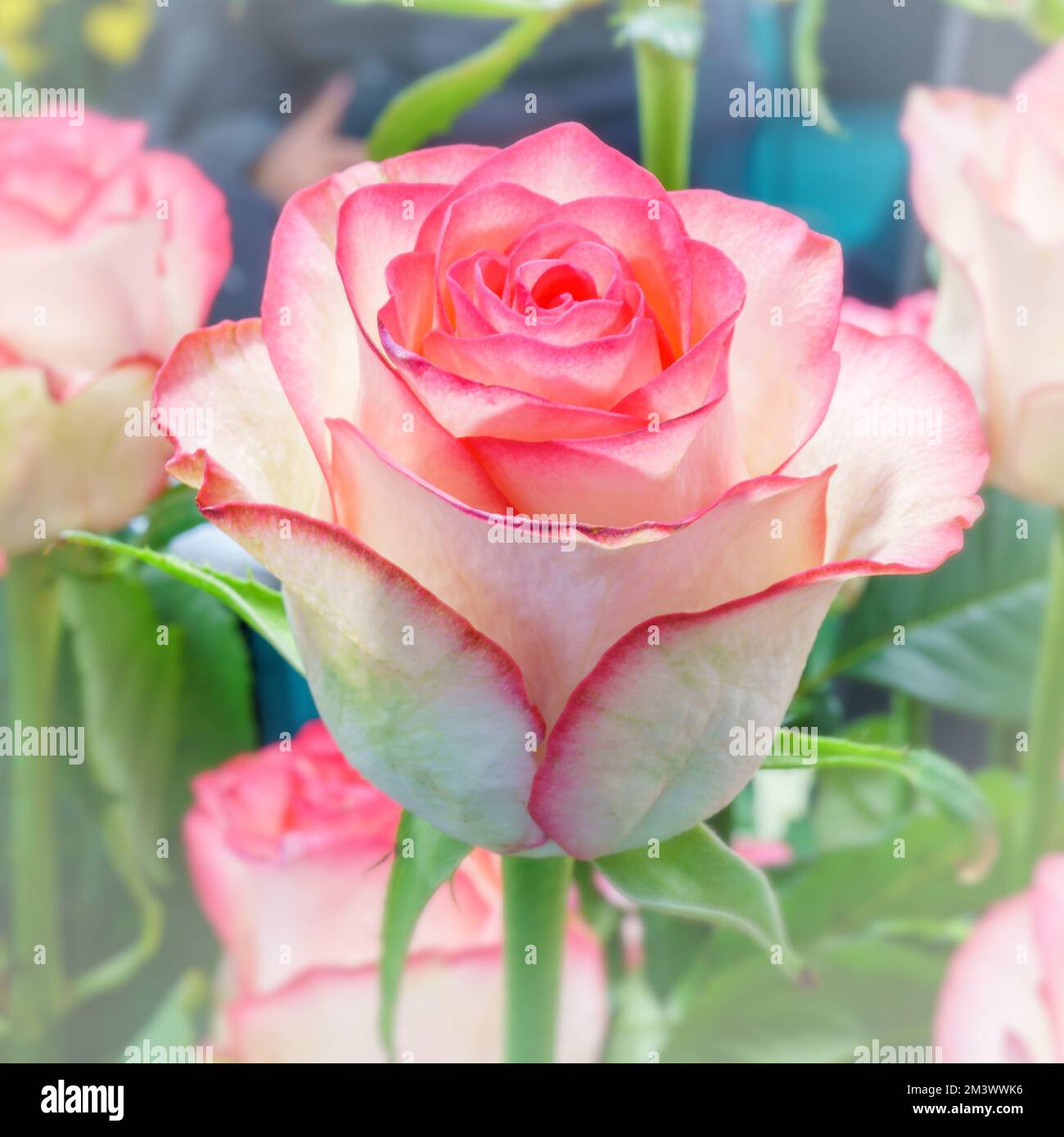 White Roses With Pink Tips