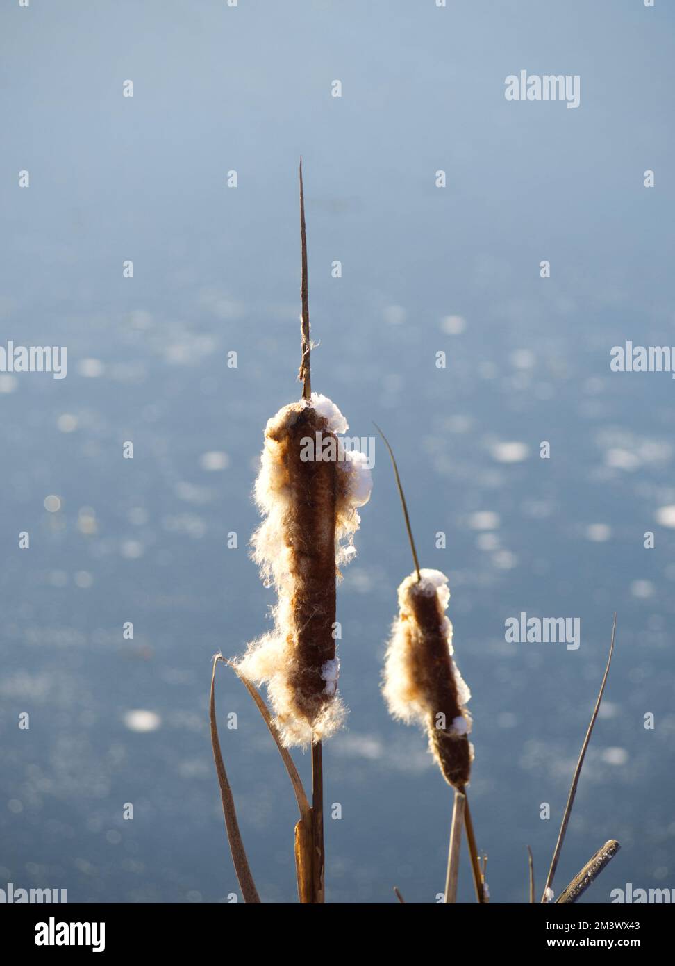 Quilled Bull Rushes Bulrushes by a frozen reservoir in winter Stock Photo - Alamy