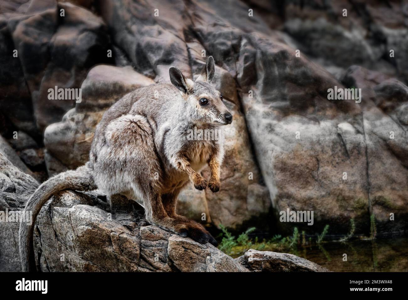 Threatened Black-footed Rock-wallaby in Central Australia's mountains. Stock Photo