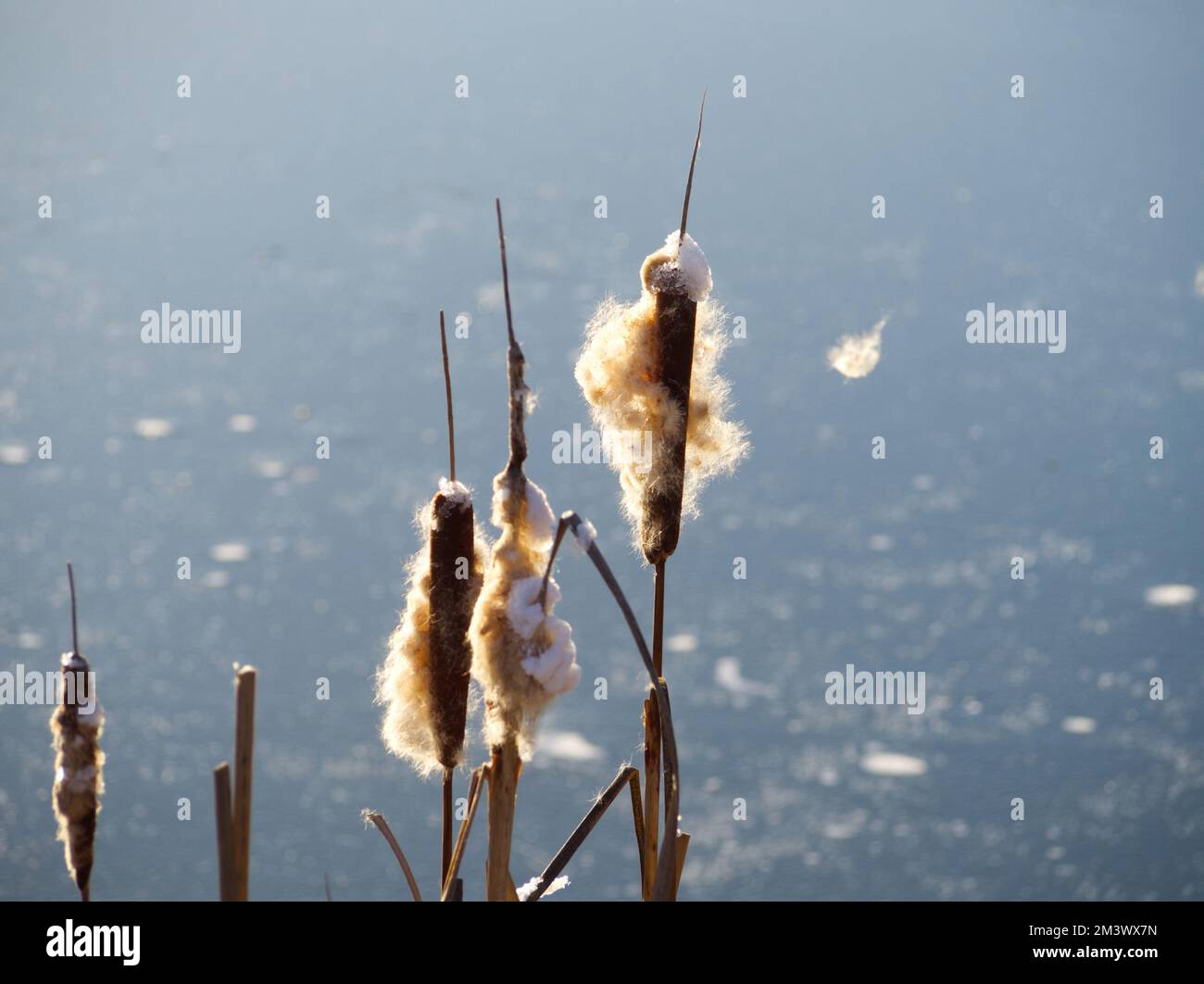 Frozen wetland water hi-res stock photography and images - Alamy