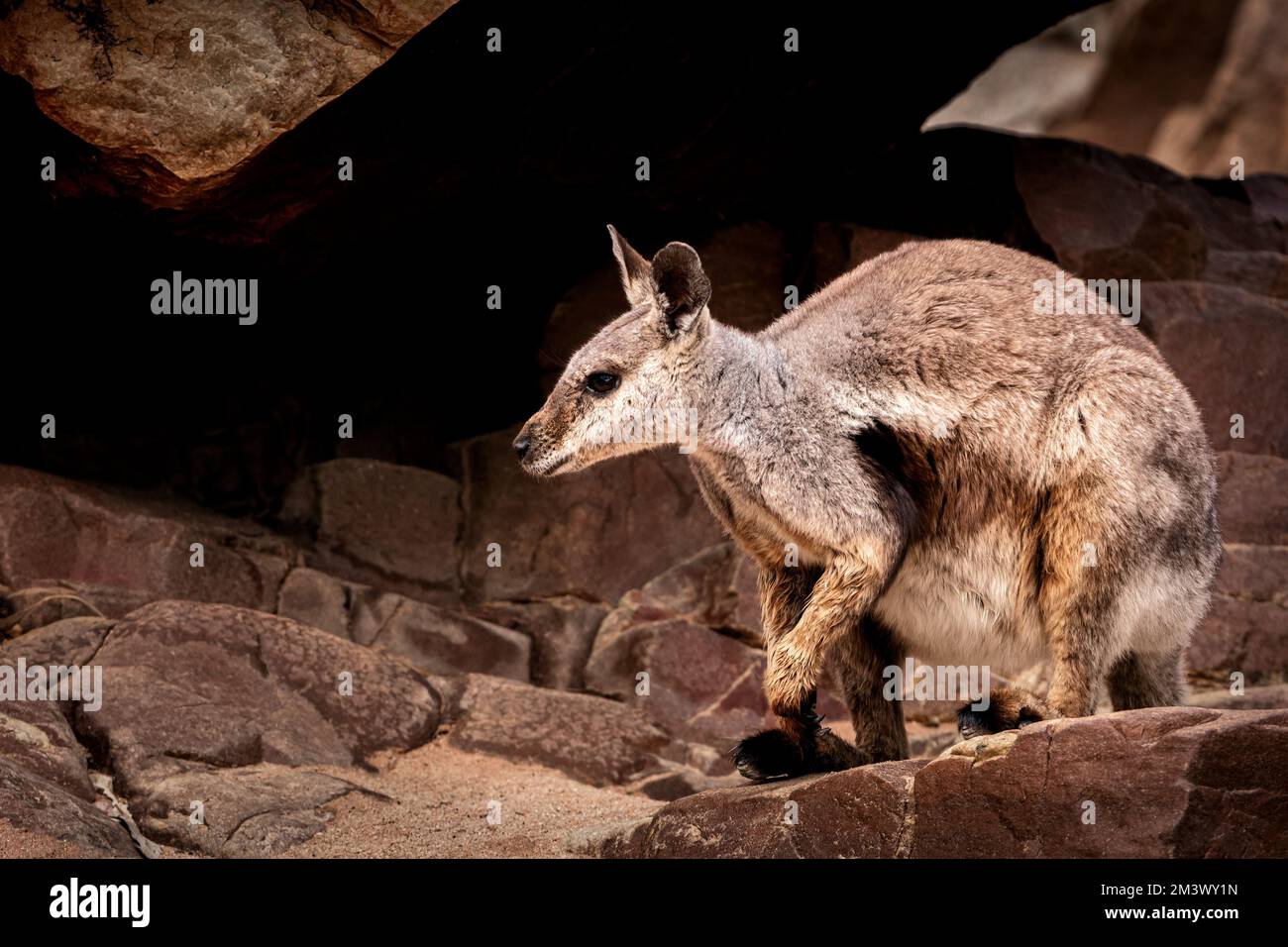 Threatened Black-footed Rock-wallaby in Central Australia's mountains. Stock Photo