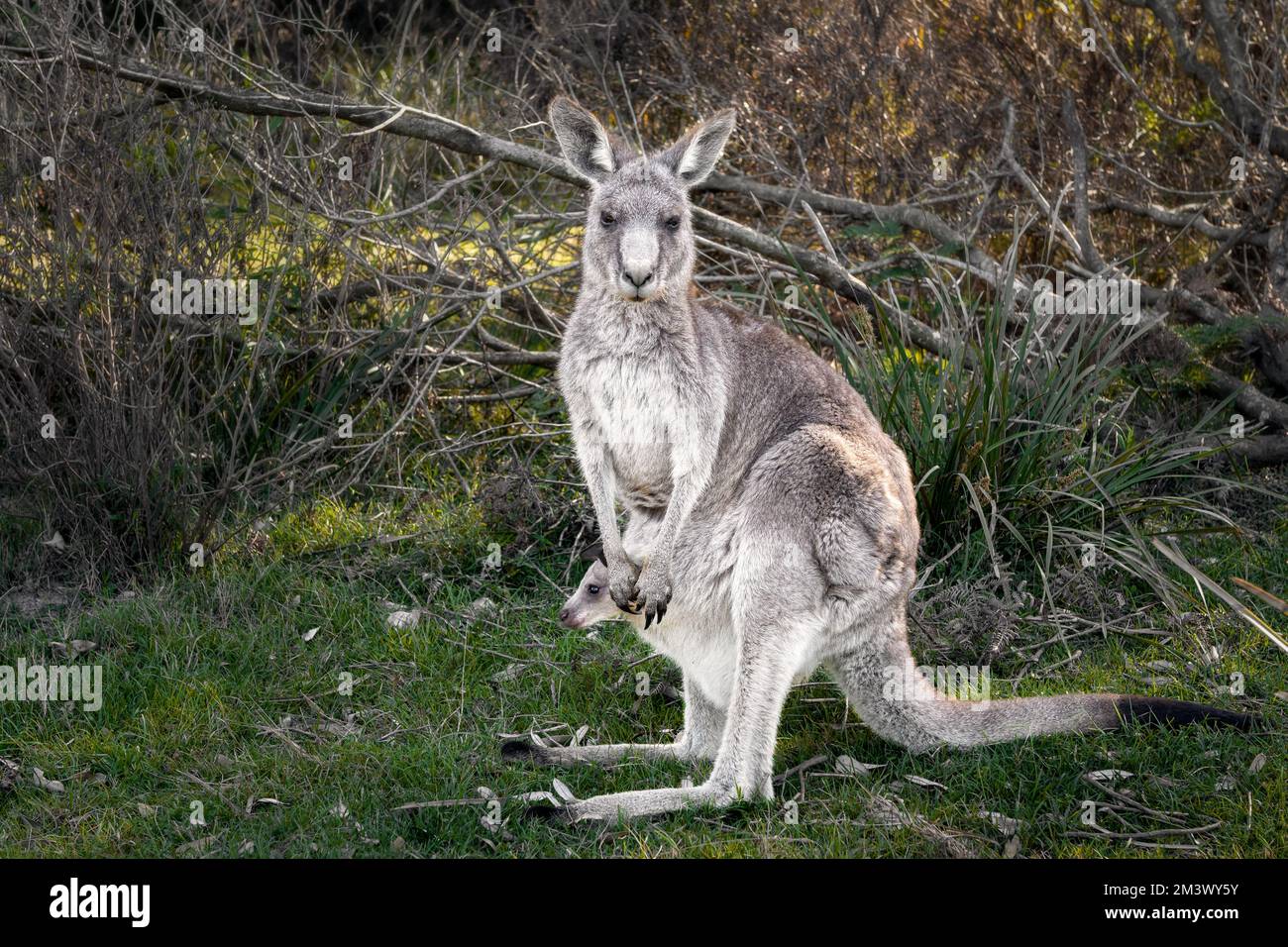 Eastern Grey Kangaroo with Joey in its pouch.. Stock Photo