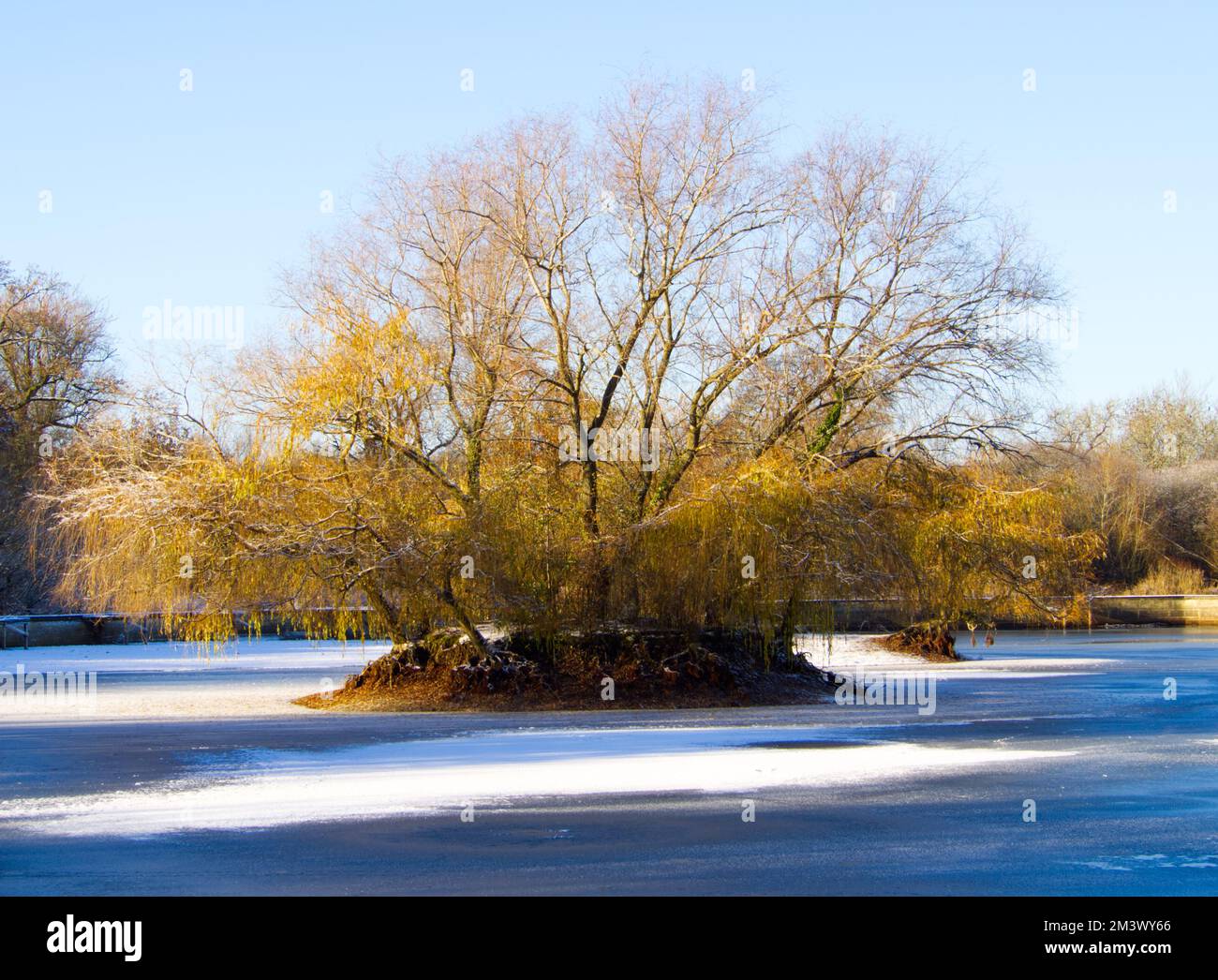 willows on island in frozen reservoir Stock Photo