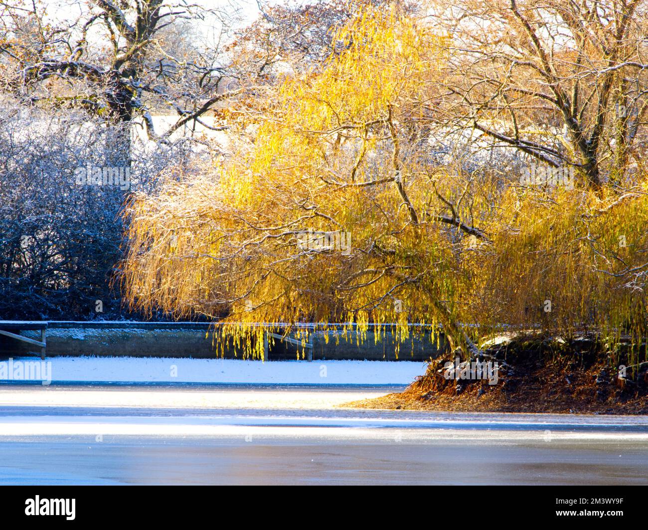 willows on island in frozen reservoir Stock Photo