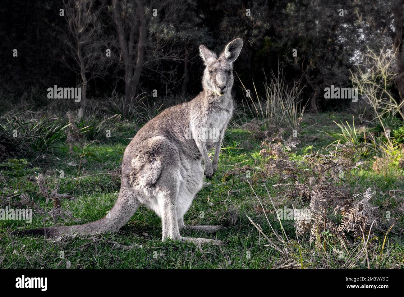 Eastern Grey Kangaroo in coastal forest. Stock Photo