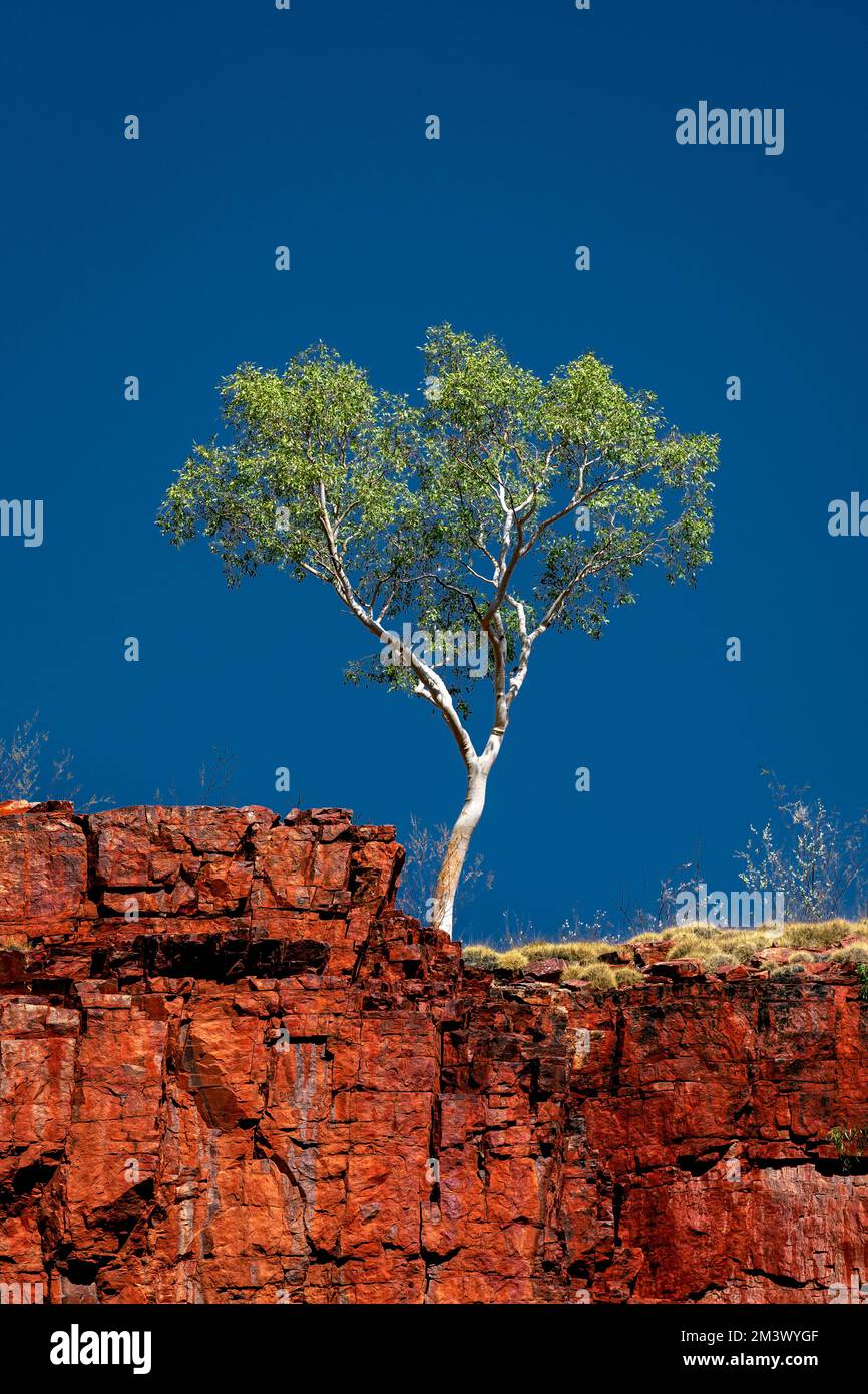 Lonely Ghost Gum on a rim in MacDonnell Ranges. Stock Photo