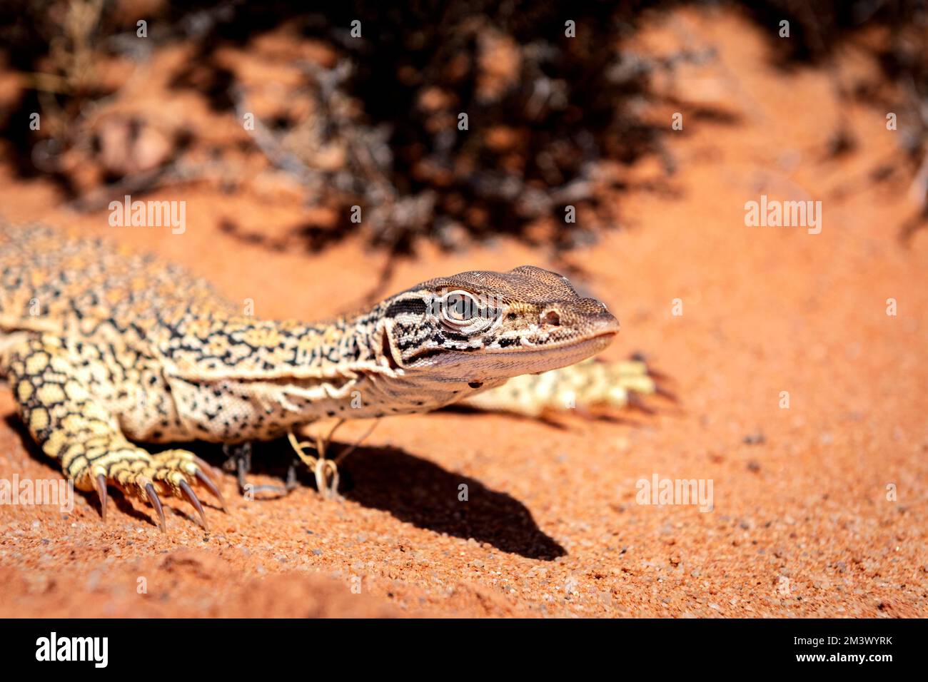Goulds Goanna in Central Australia's red desert sand. Stock Photo