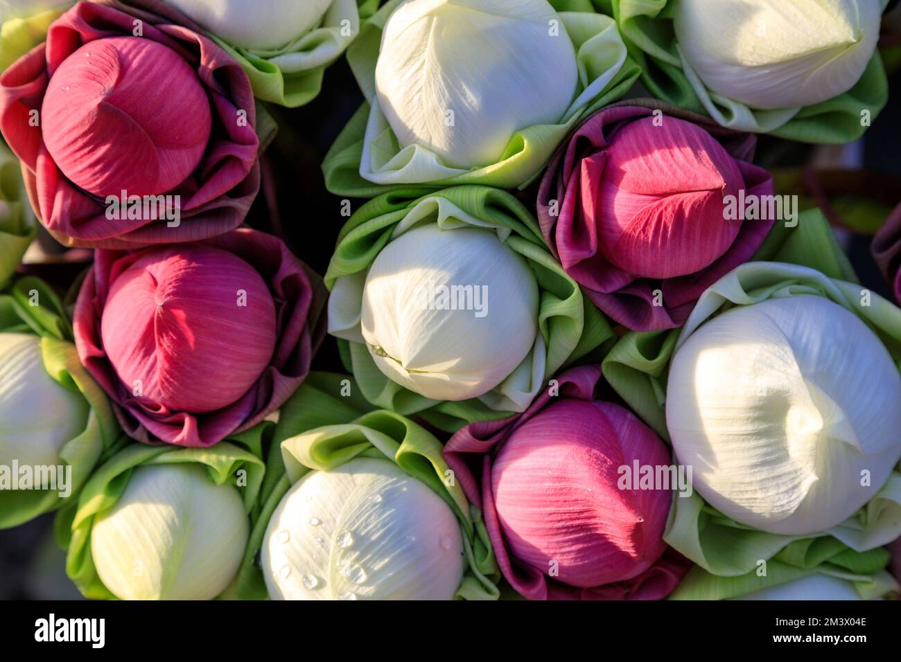 A bunch of pink and white lotus bud at buddhist temple as a offering of spirituality. Stock Photo