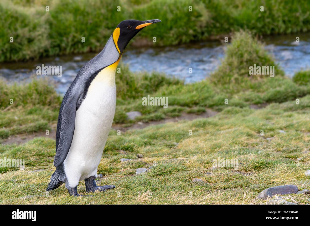 single, upright king penguin King penguin (APTENODYTES PATAGONICUS) in ...