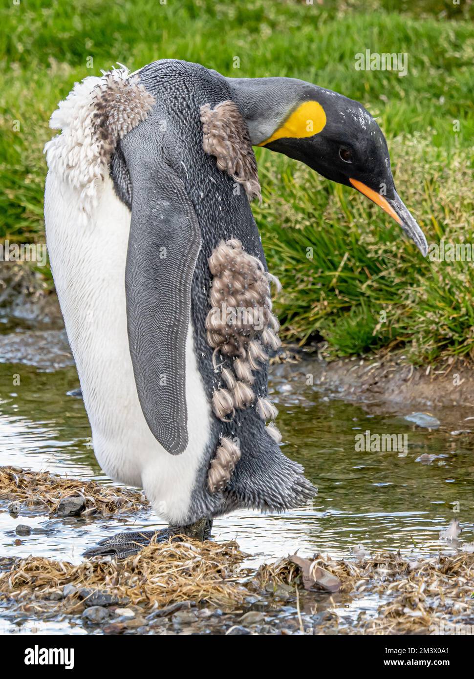 Natural paradise South Georgia - a single king penguin in moult (APTENODYTES PATAGONICUS) curiously turns around Stock Photo